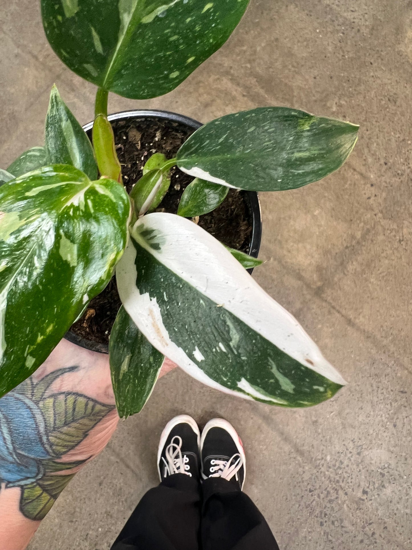 Philodendron White Princess