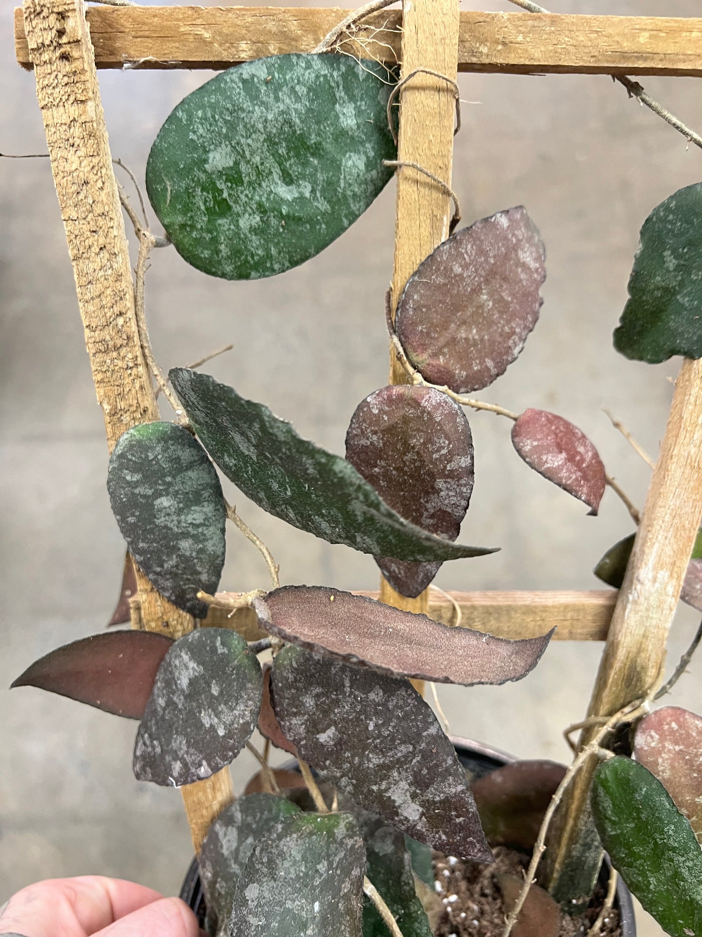 Hoya Caudata Sumatra Treillis