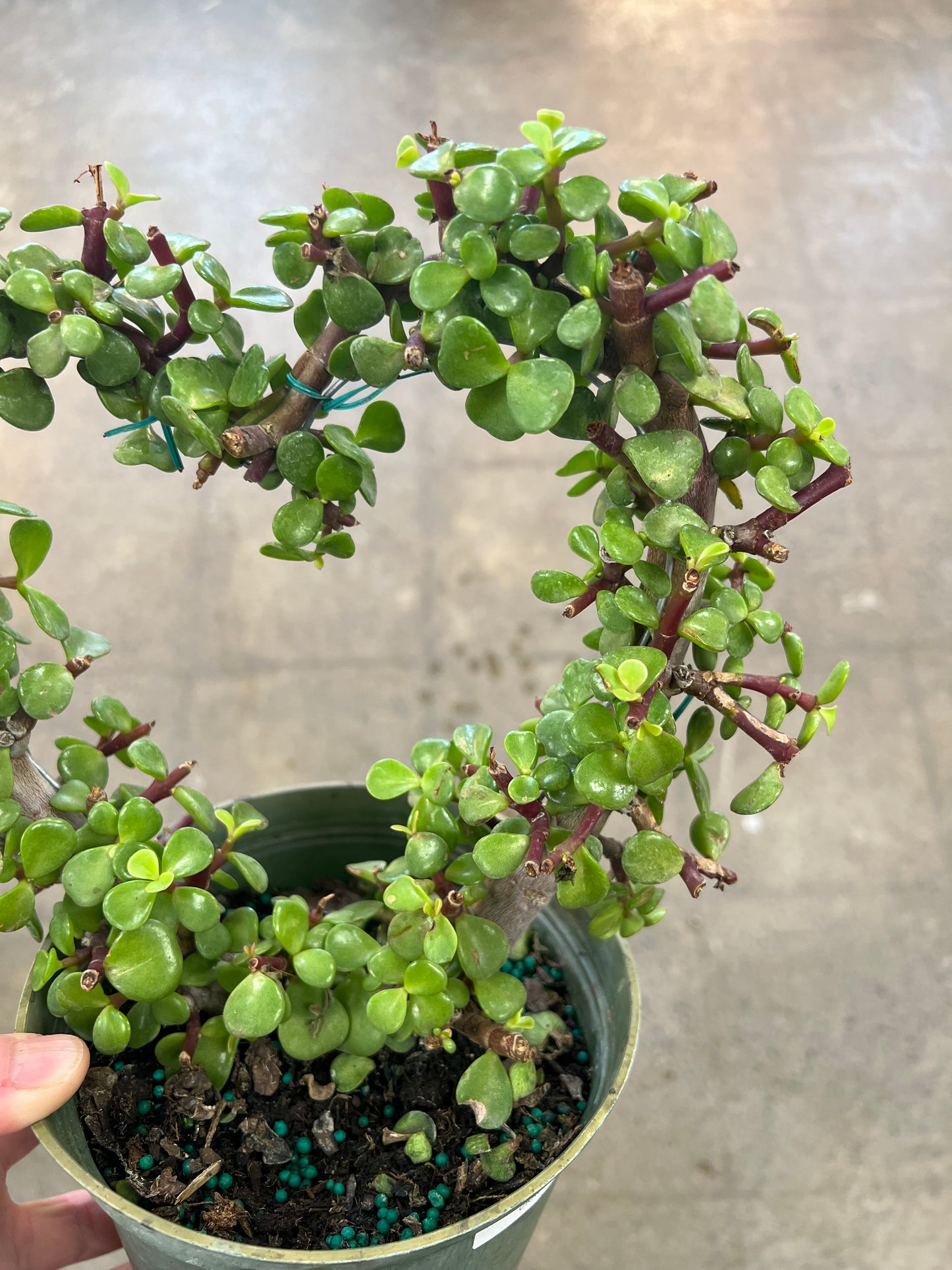 Crassula Heart