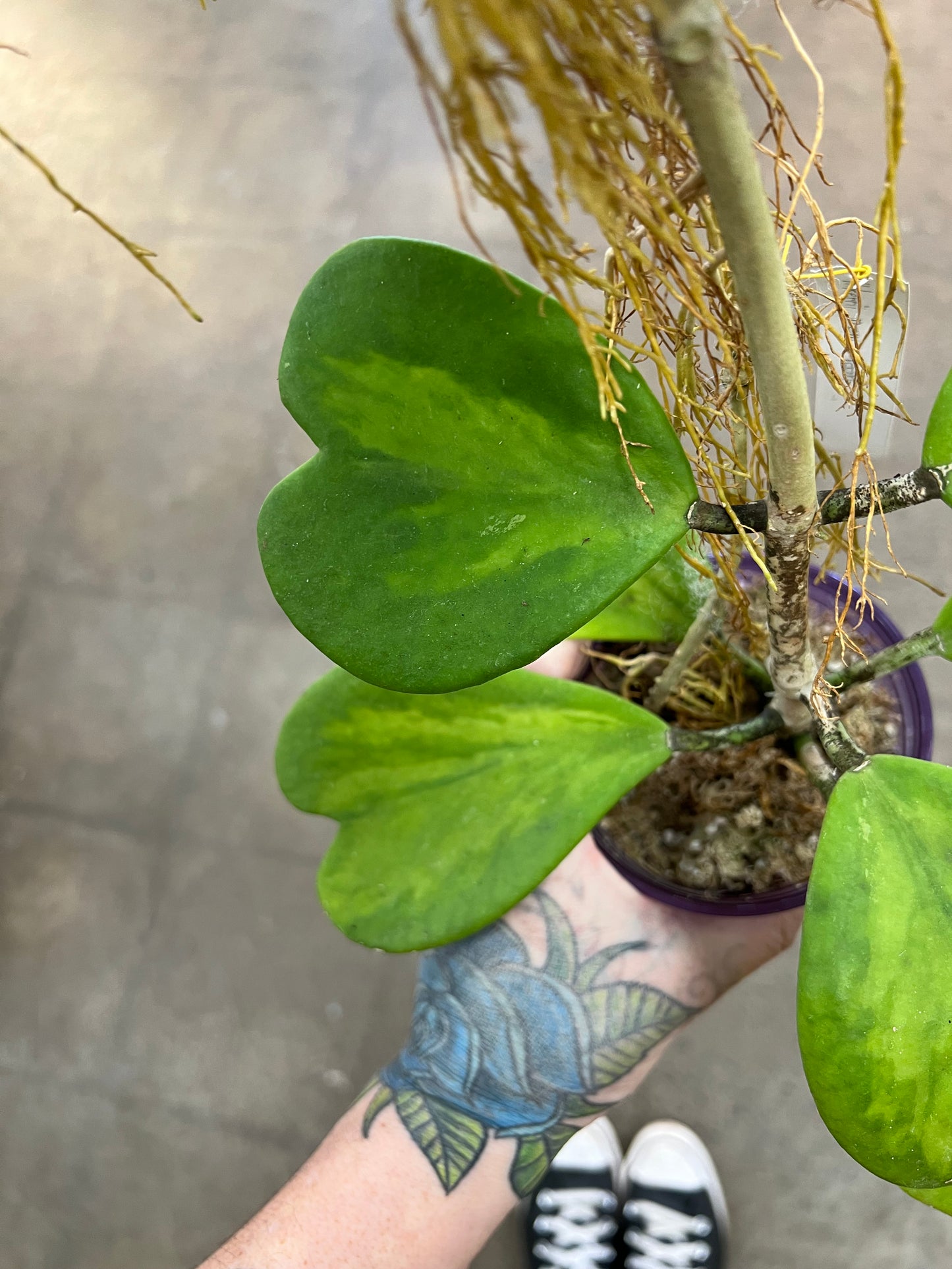 Hoya Kerrii New Moon
