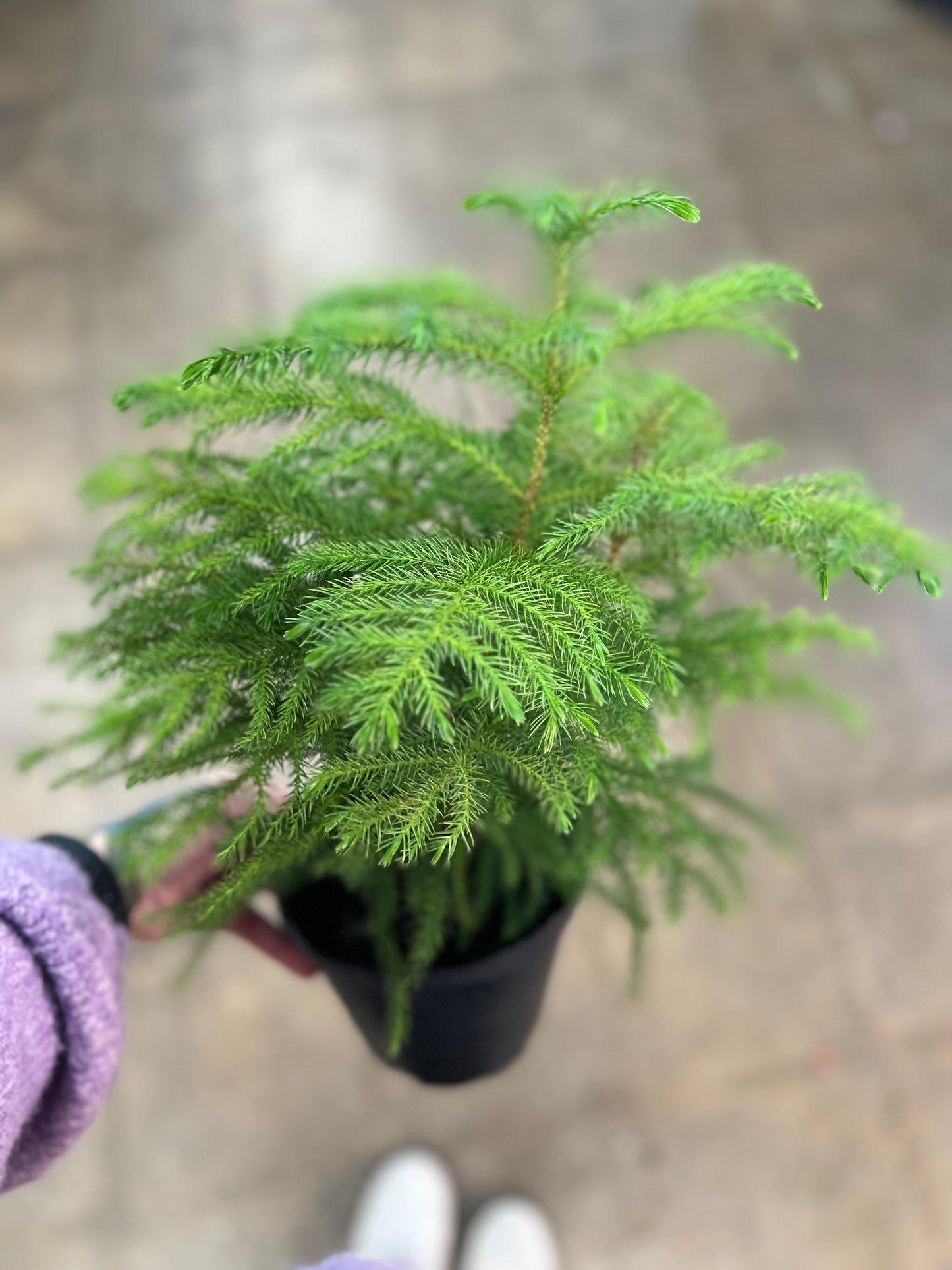 Araucaria Norfolk Pine