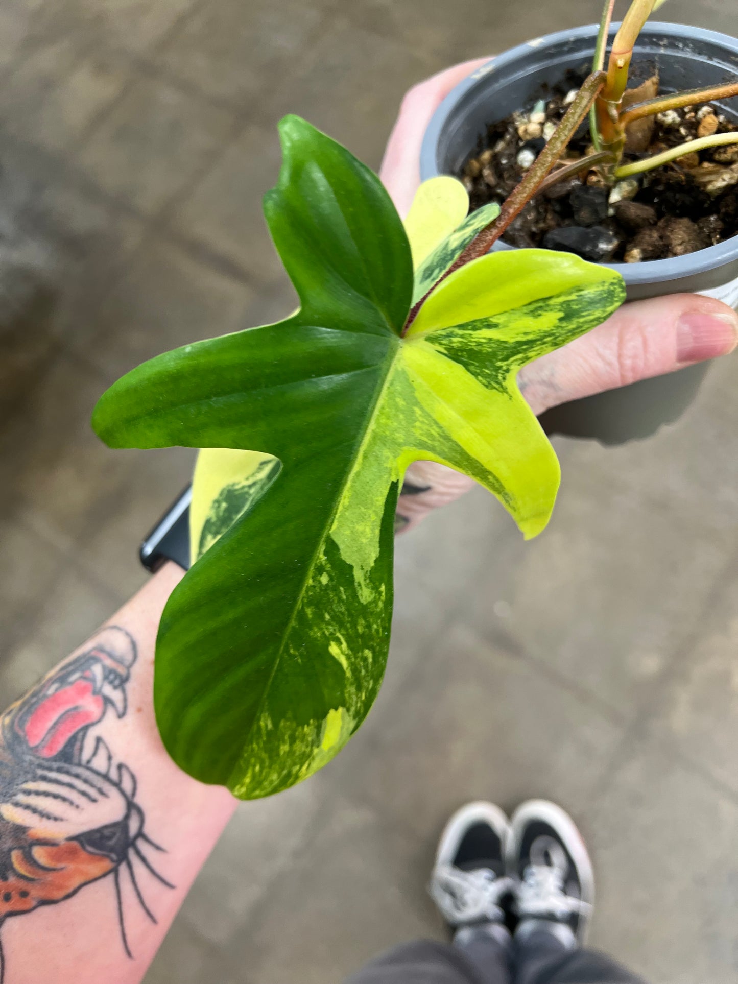 Philodendron Florida Beauty #5