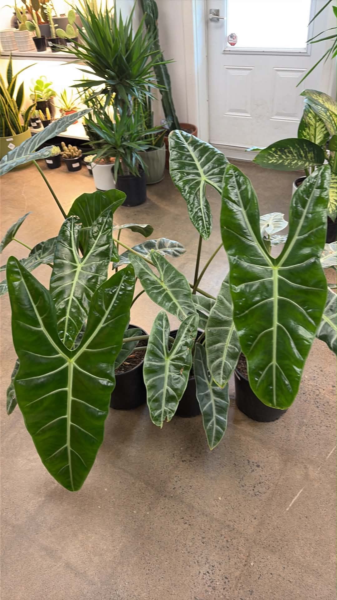 Alocasia Longiloba