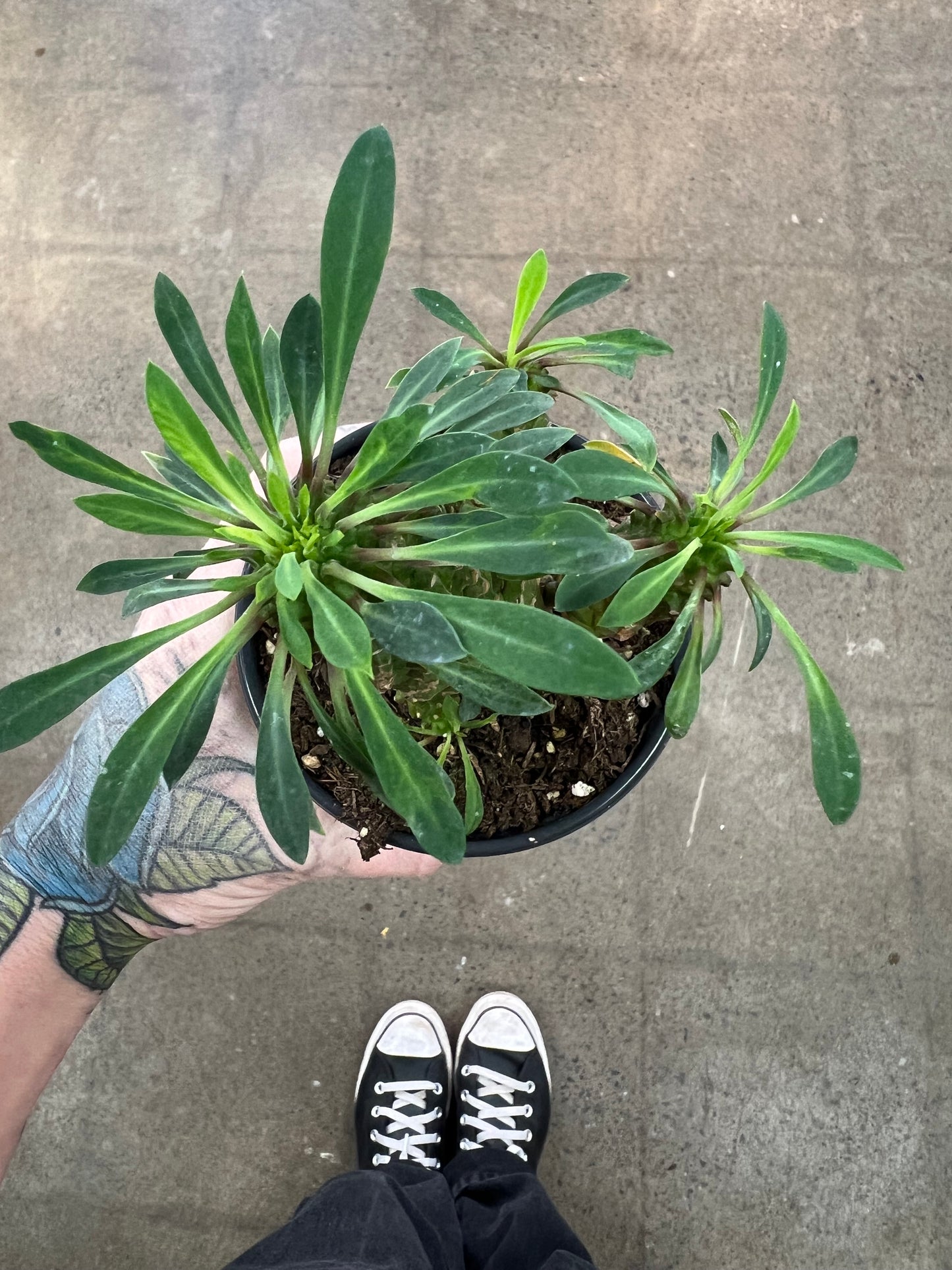Euphorbia Hypogaea