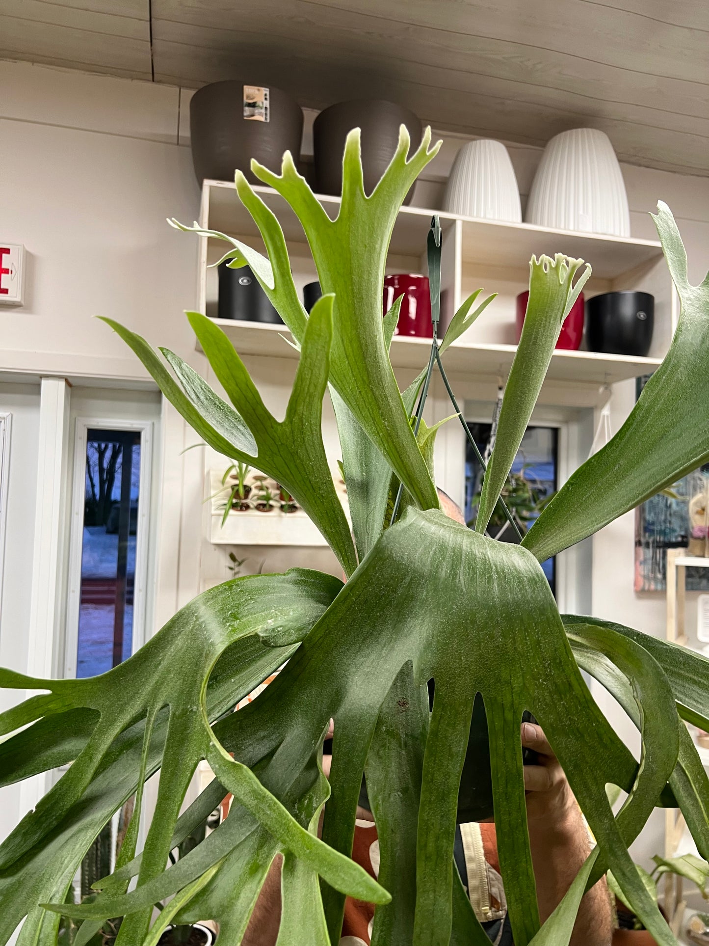 Fern Staghorn