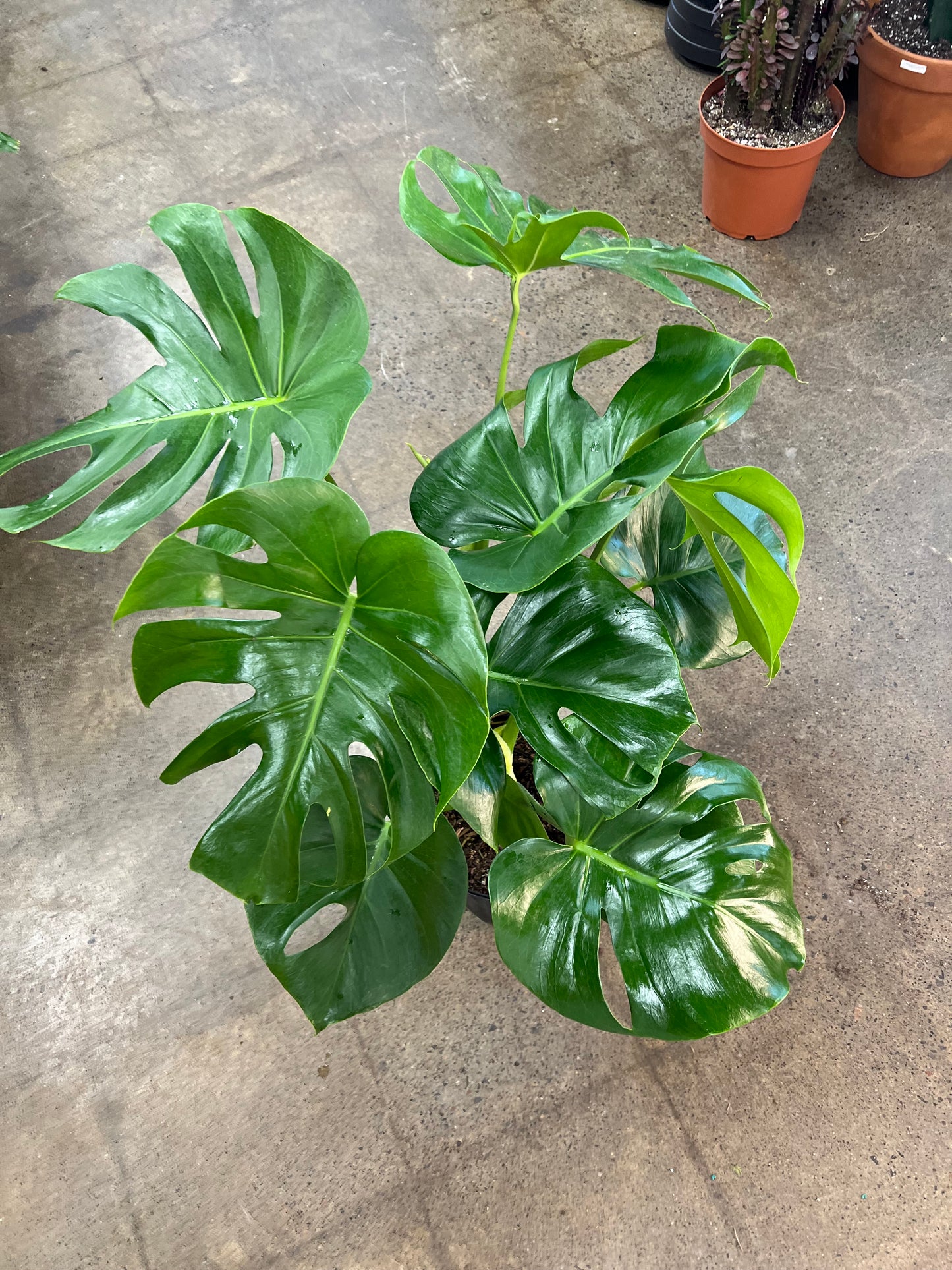 Monstera Deliciosa