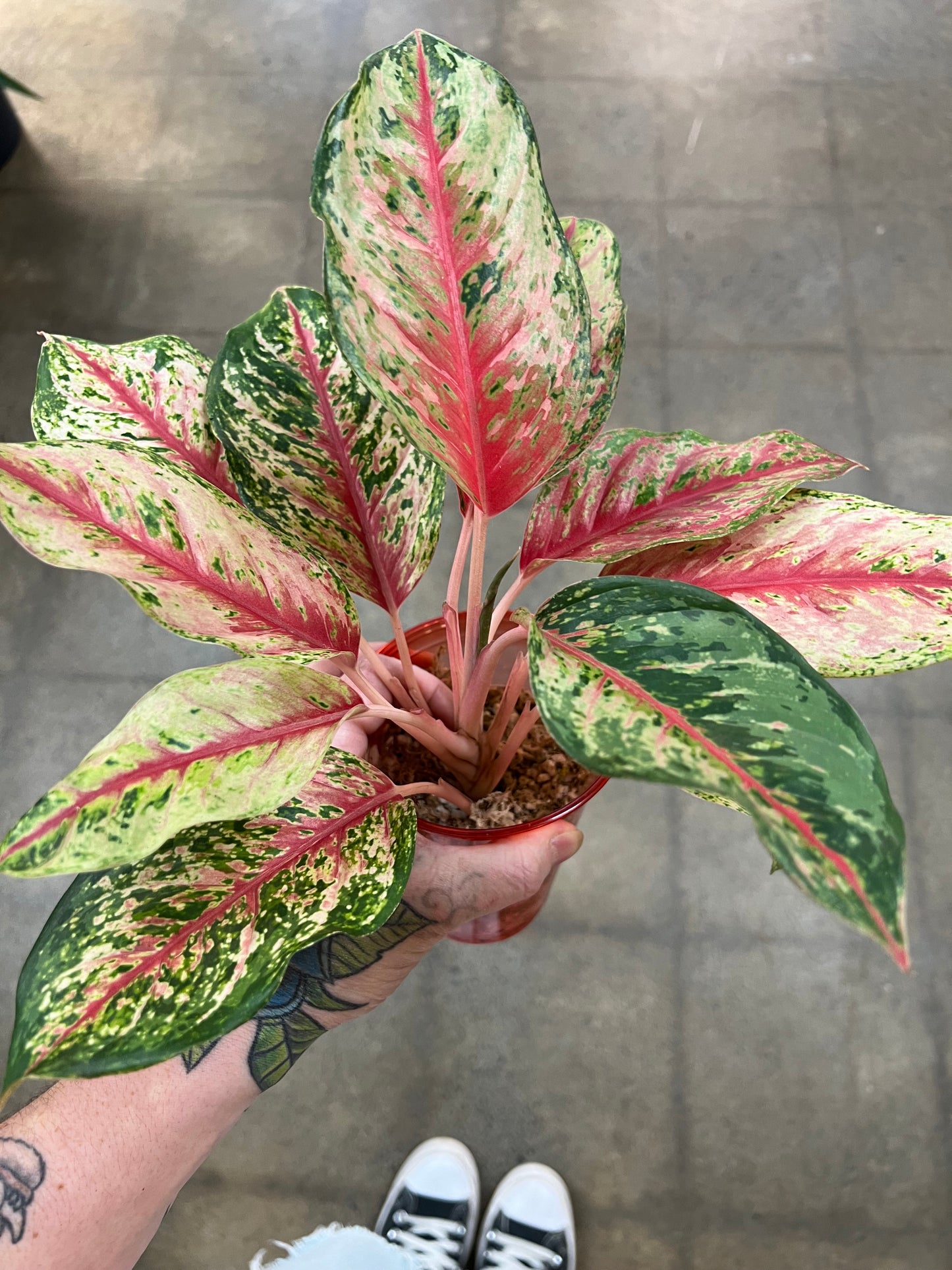 Aglaonema 10 Karat