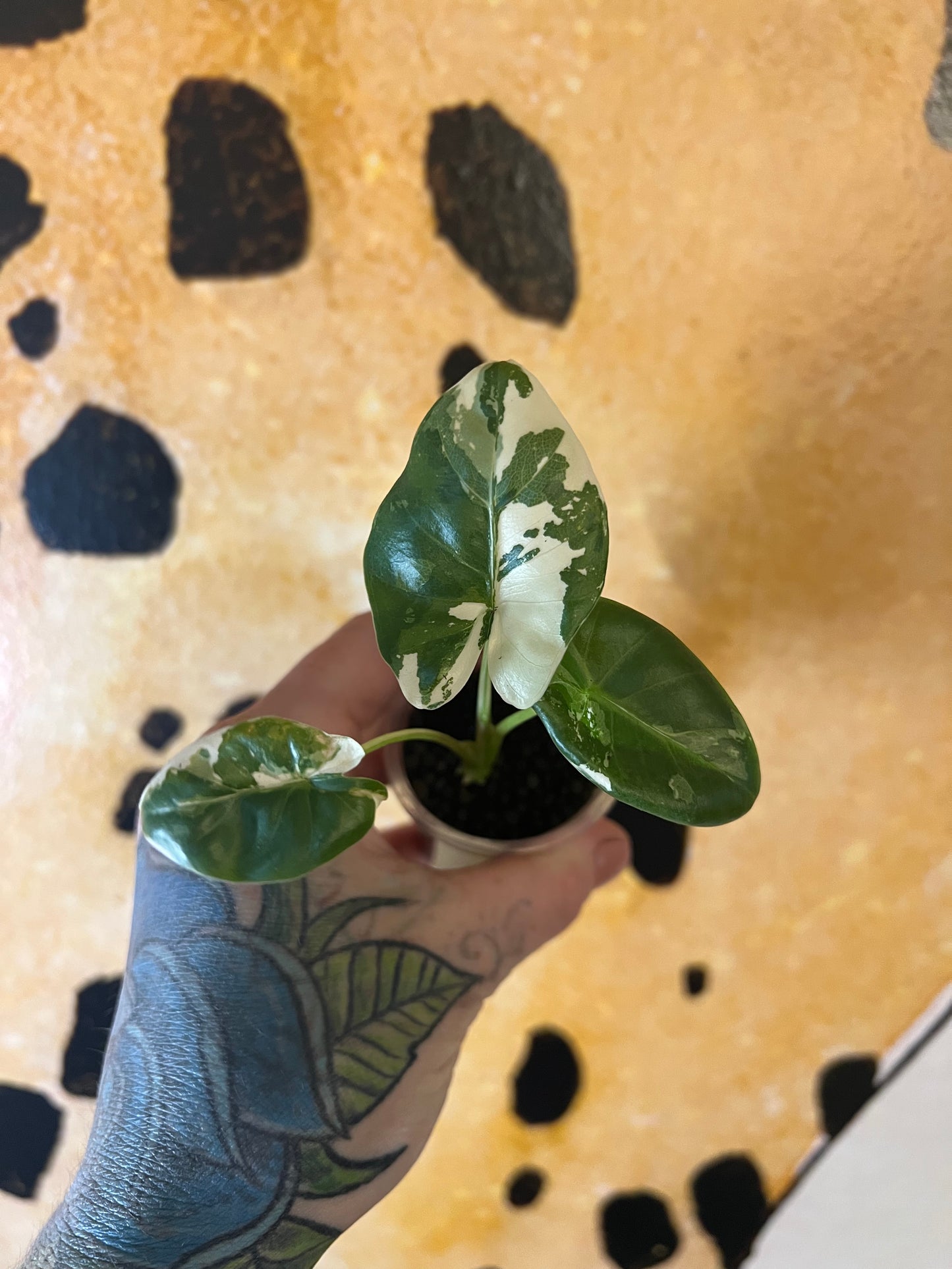 Alocasia Apaloosa Gold