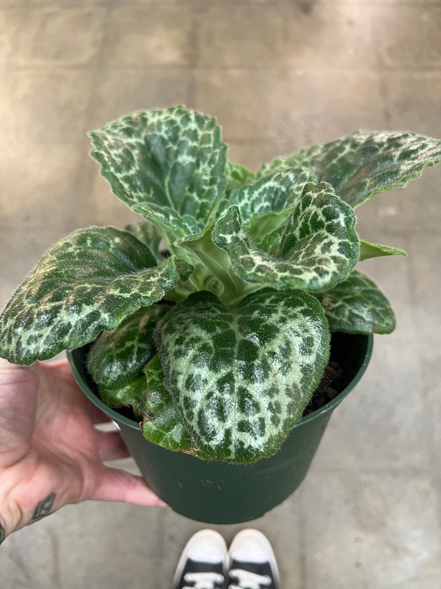 Streptocarpus Turtle Shell