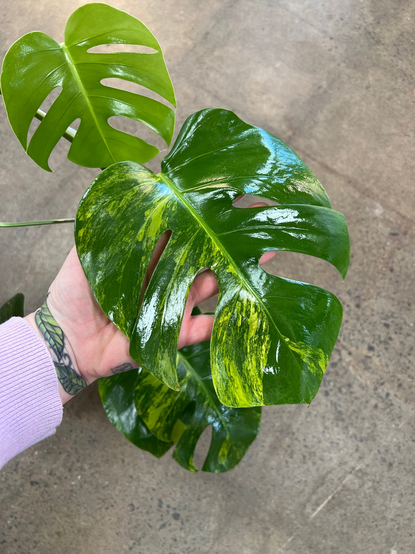 Monstera Aurea
