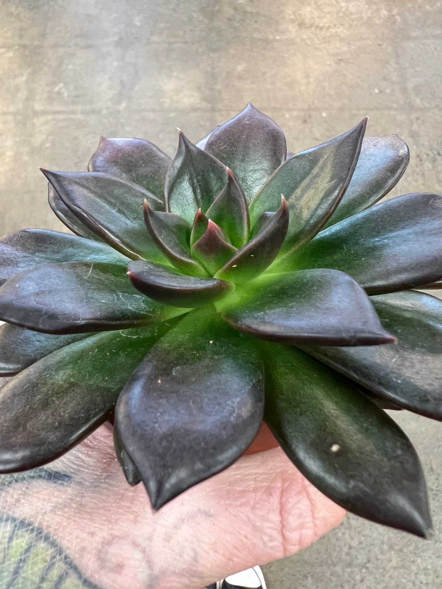 Echeveria Preta