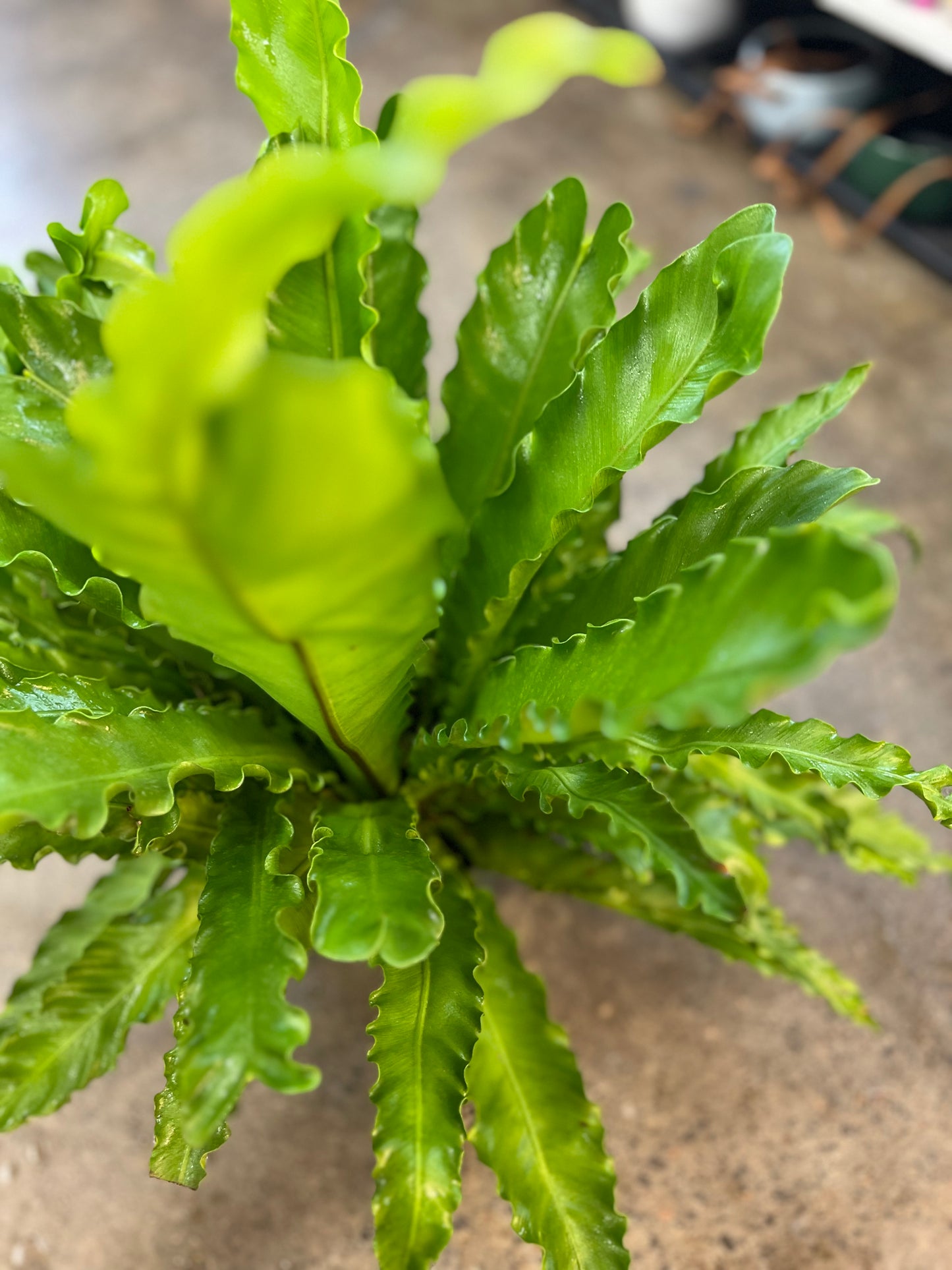 Fern Asplenium Birdnest