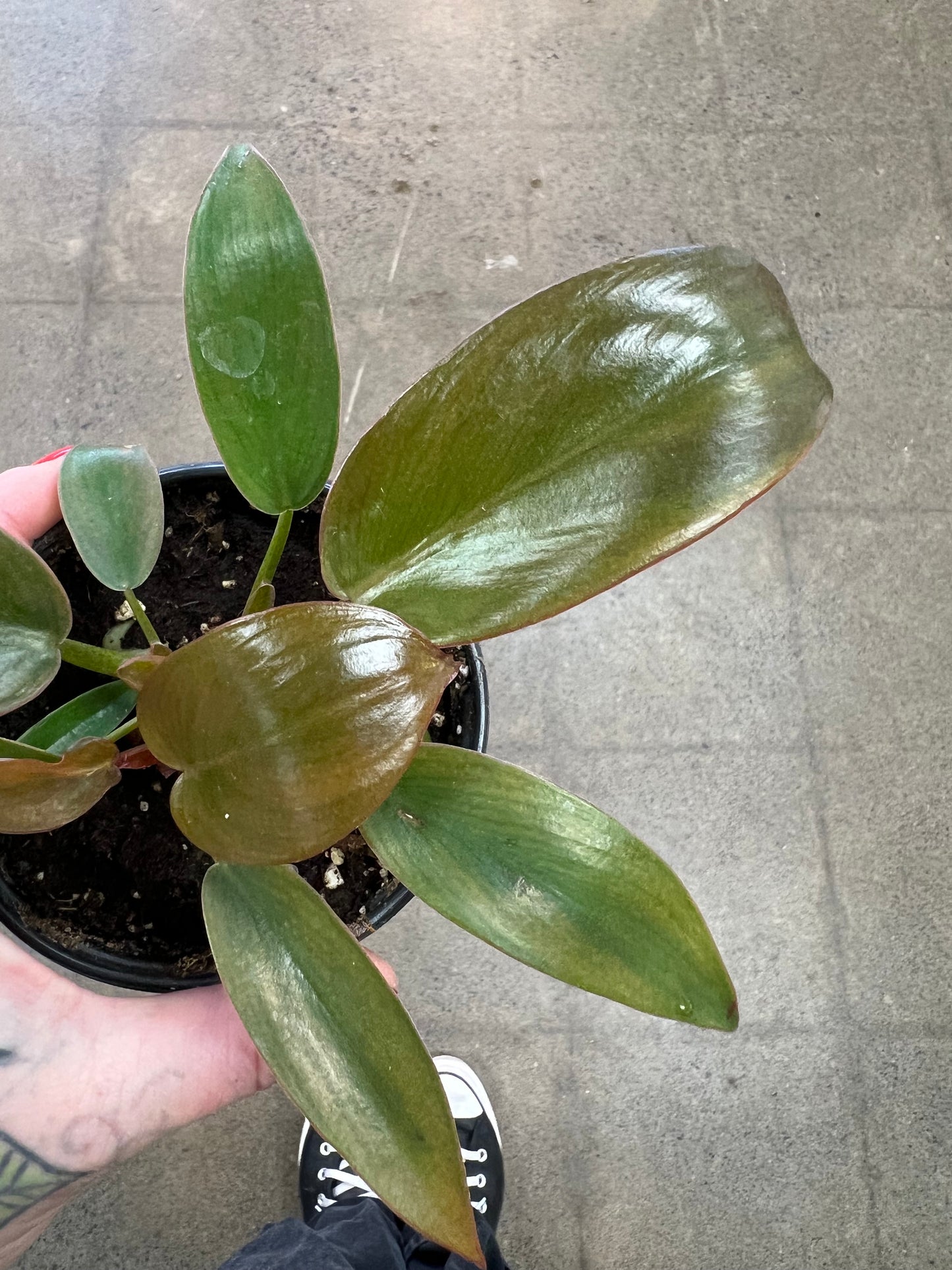 Philodendron Sayaka