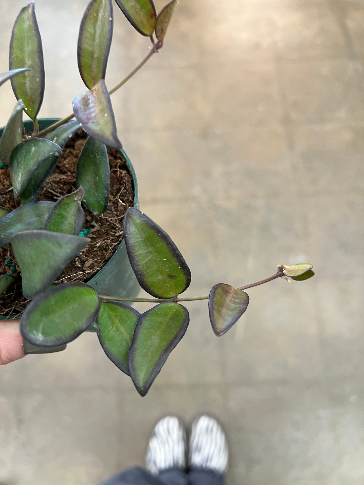 Hoya Rosita
