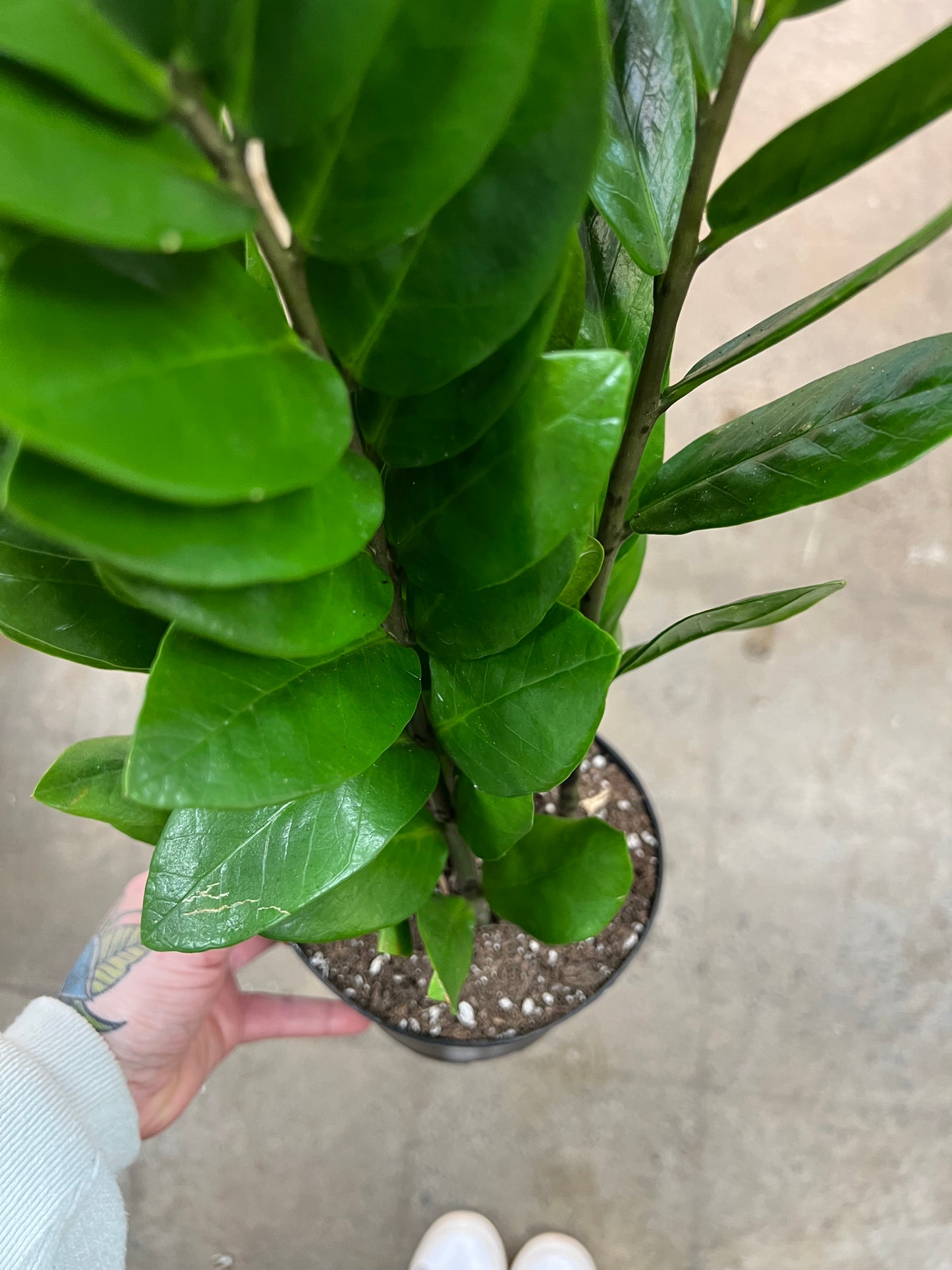 Zamioculcas Zamifolia Nova Star