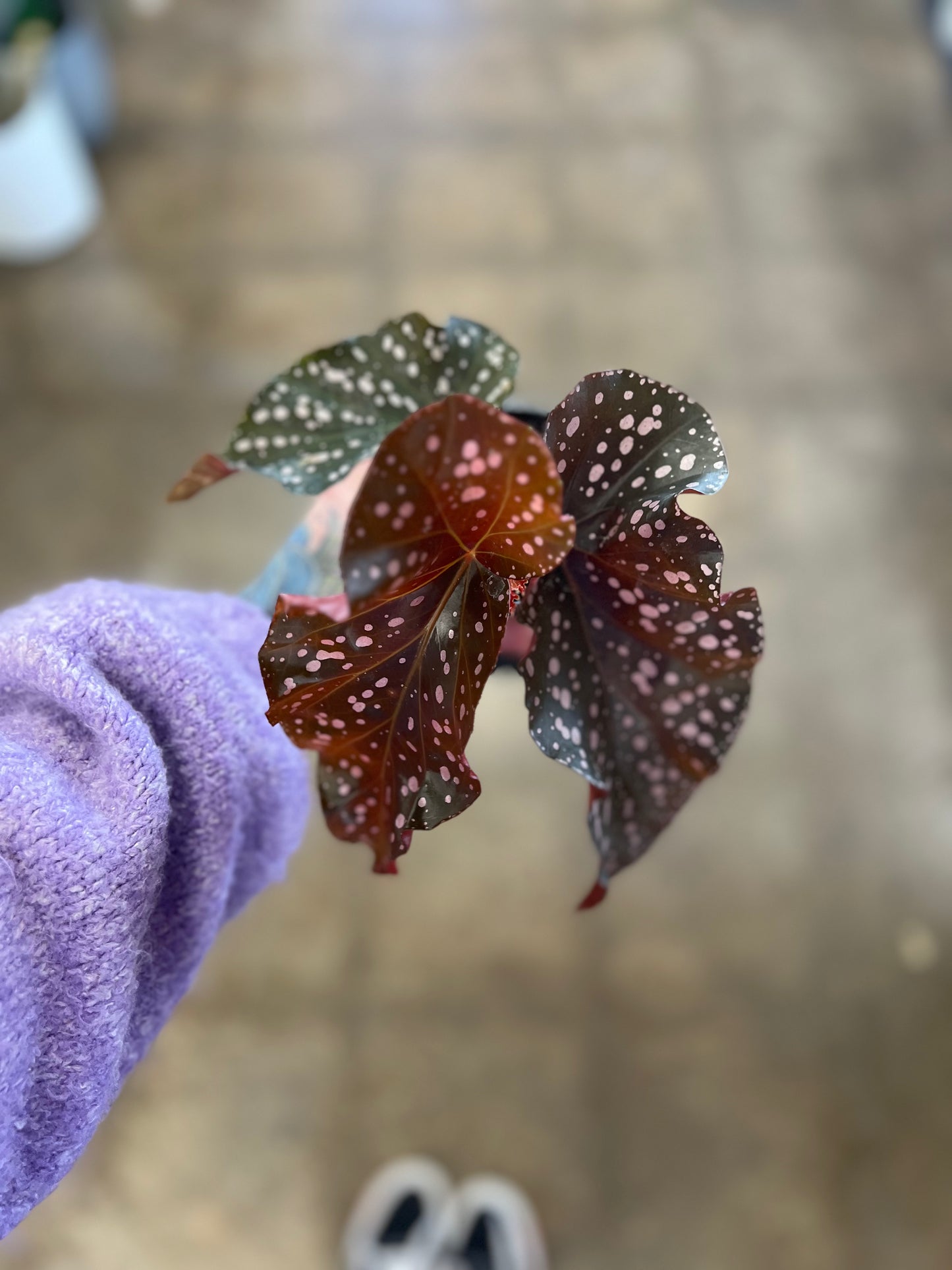 Bégonia Cracklin Rosie