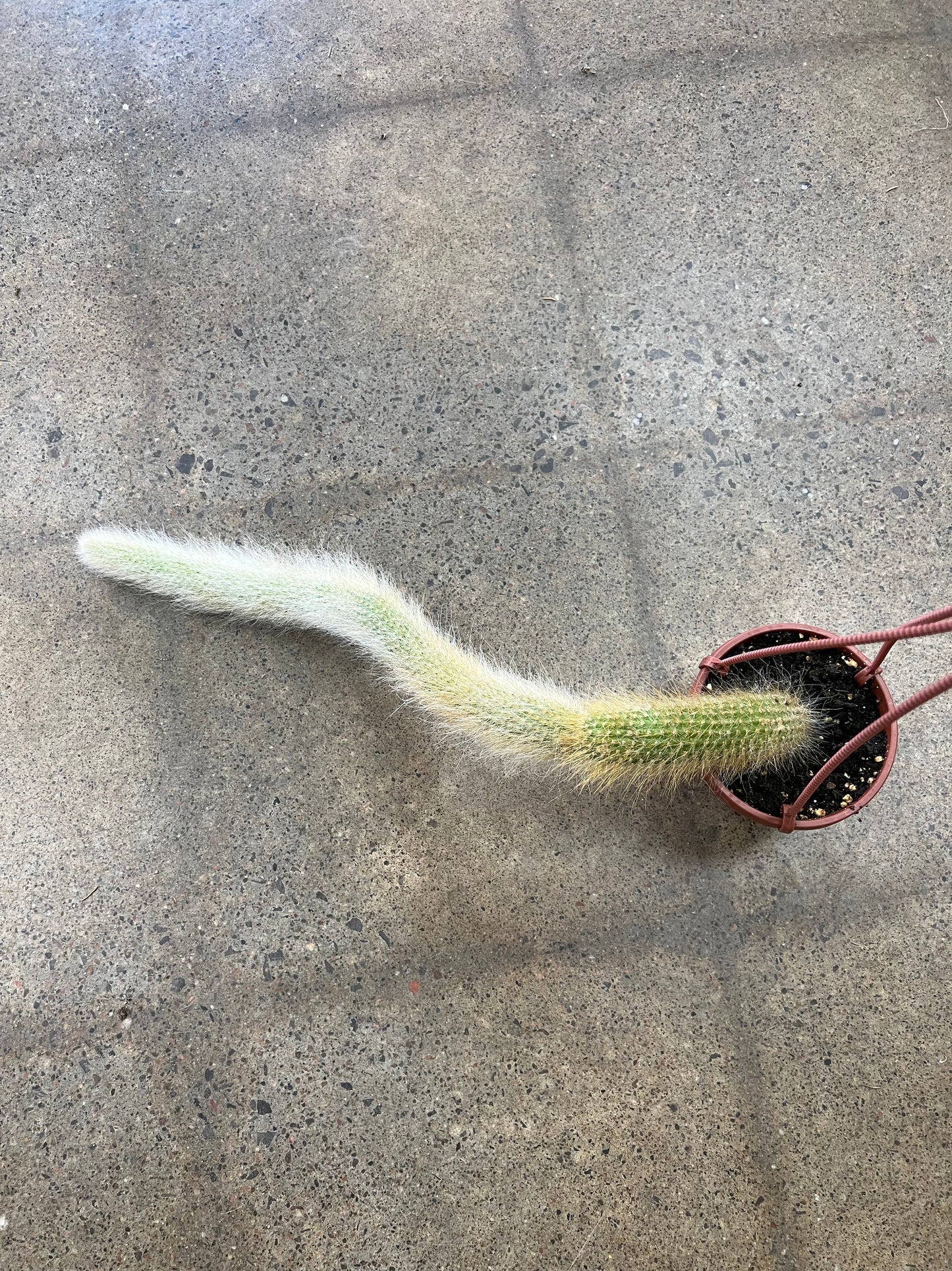 Hildewintera Colademononis / Monkey Tail