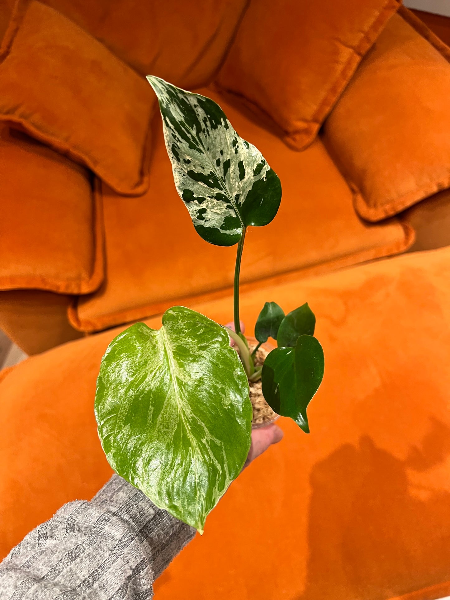 Monstera Bulbasaur