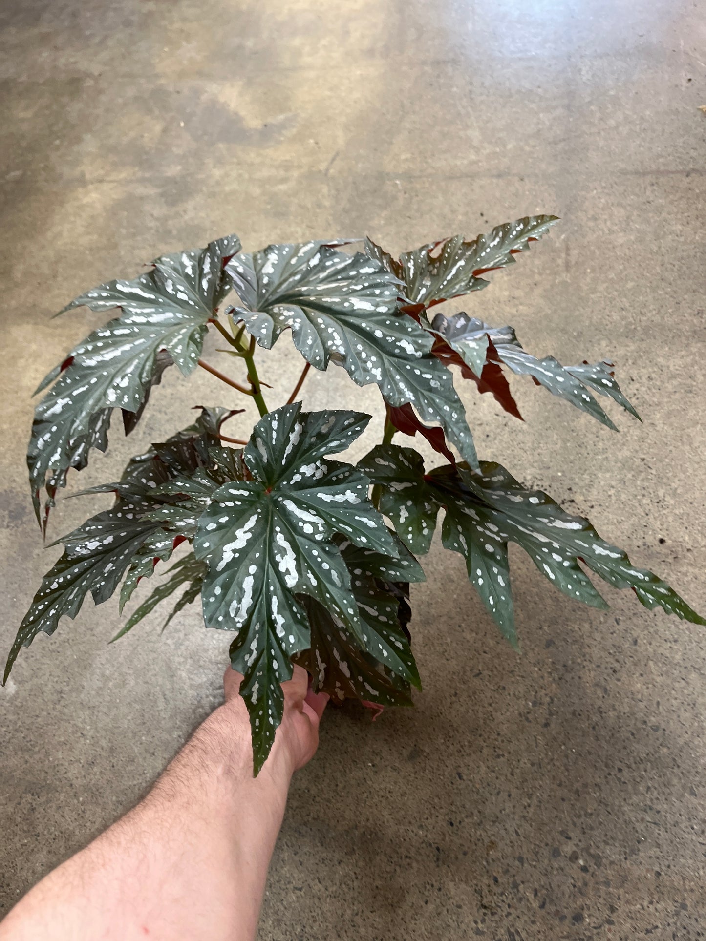 Bégonia Silver Mist 4ppp