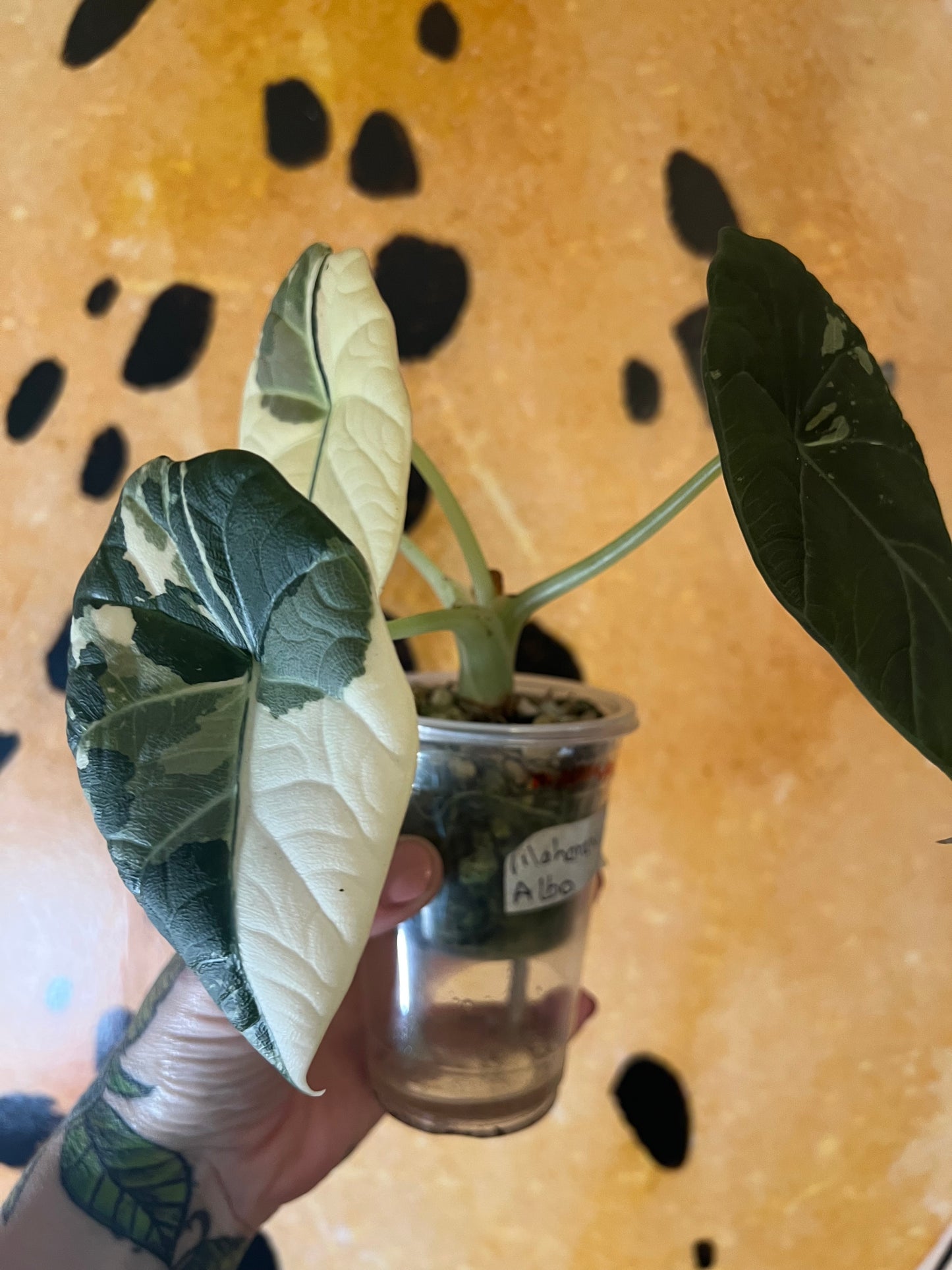 Alocasia Maharani bulb