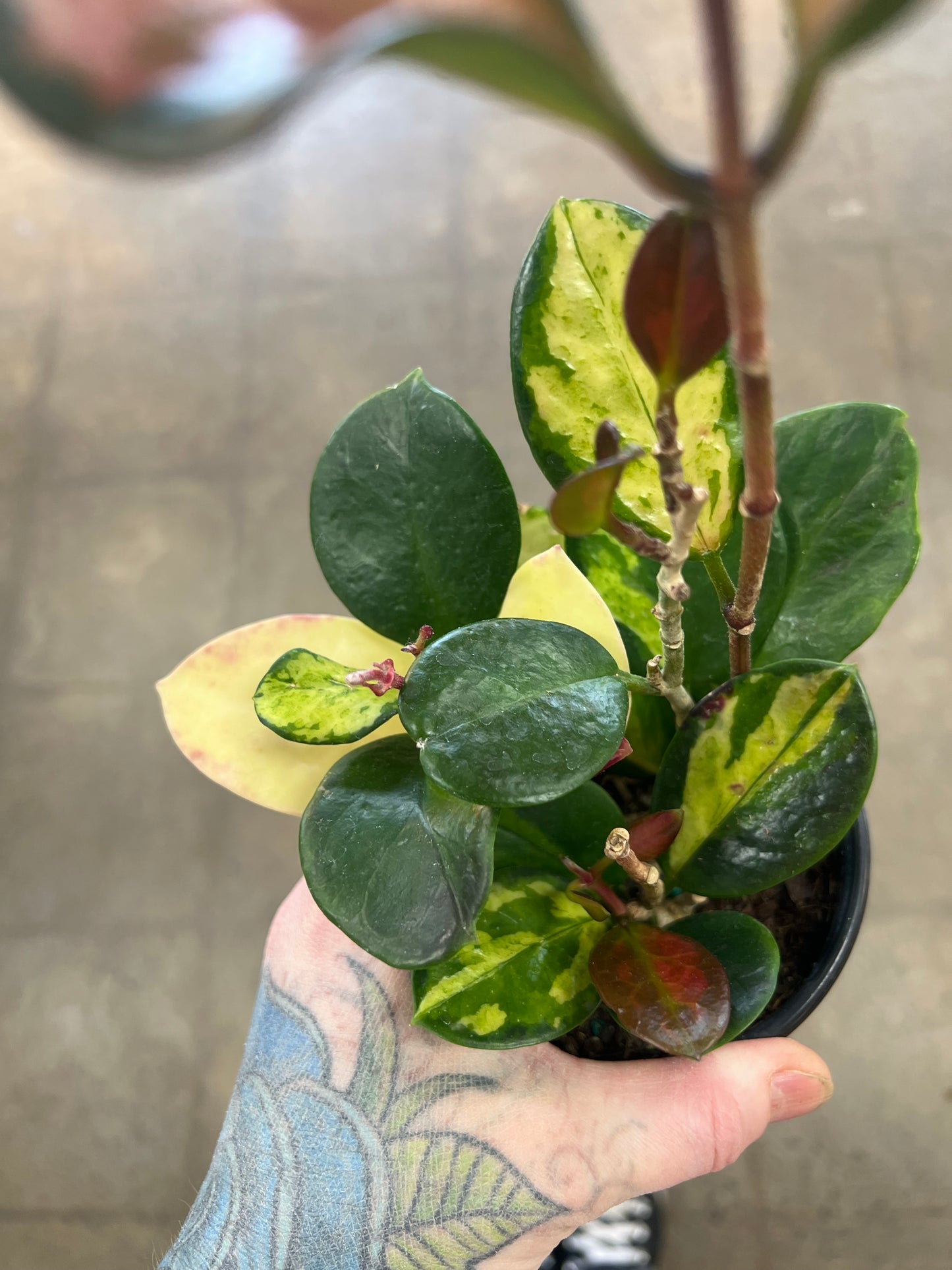 Hoya Australis Lisa Tricolor