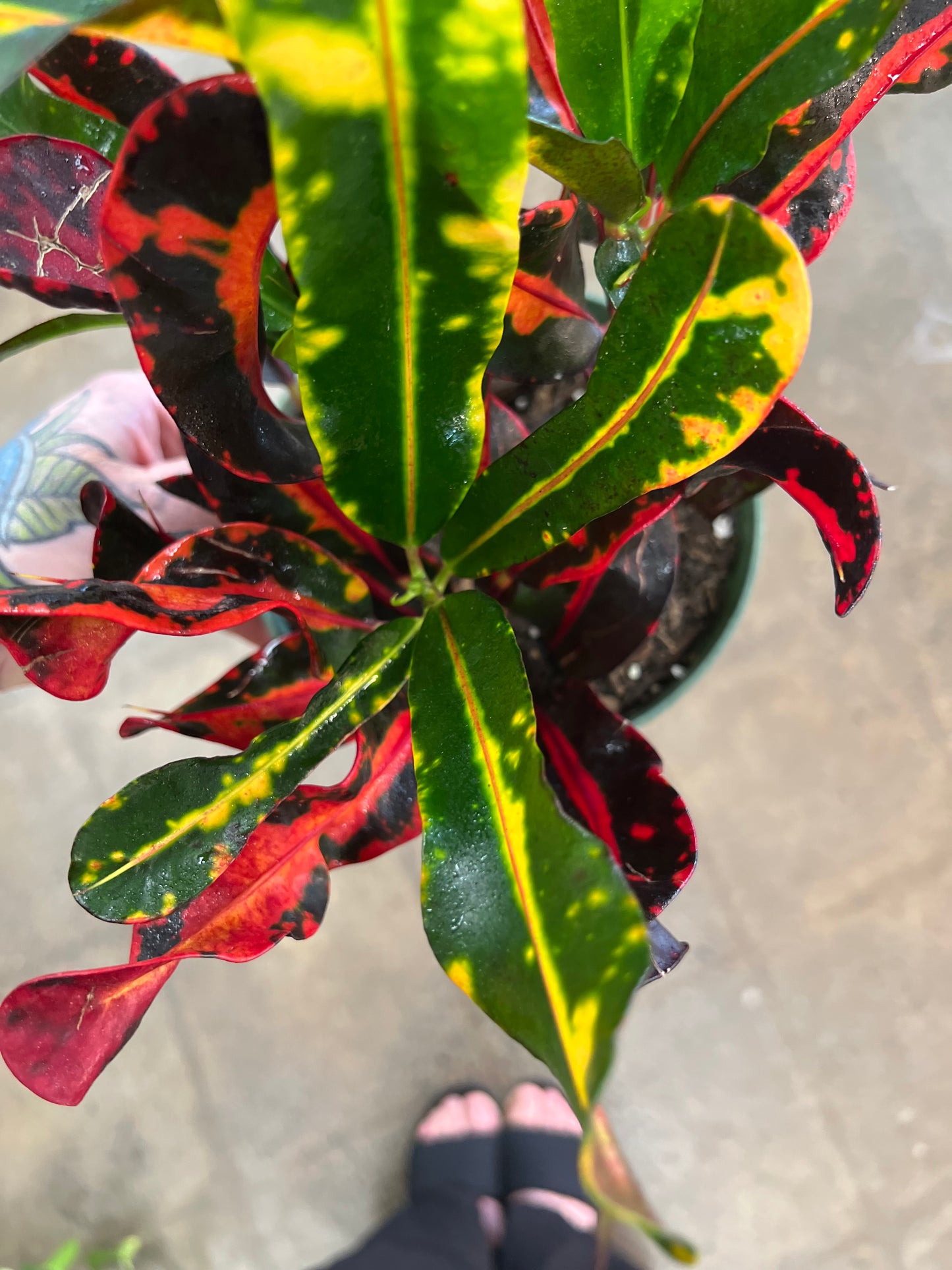 Croton Mammy