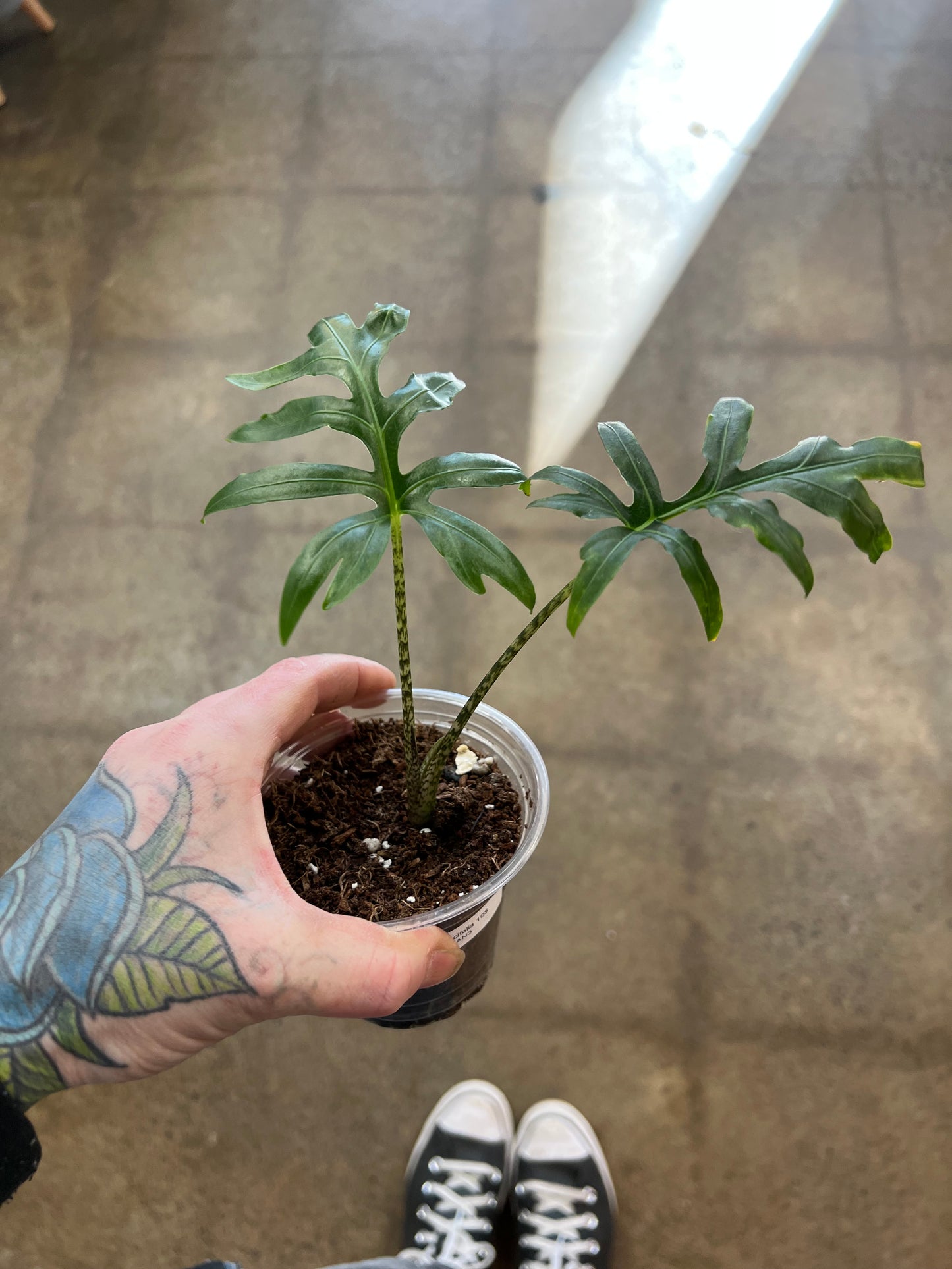 Alocasia Brancifolia