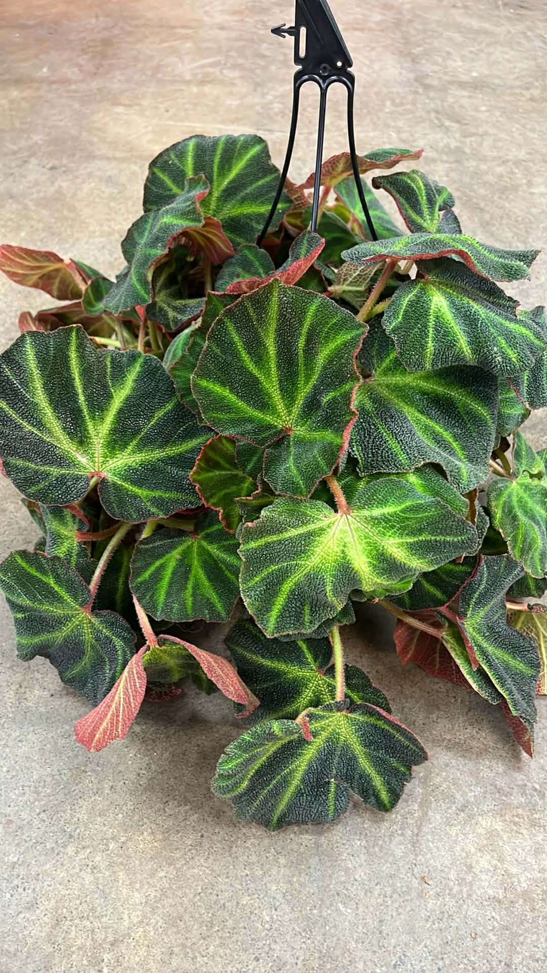 Bégonia Soli Mutata