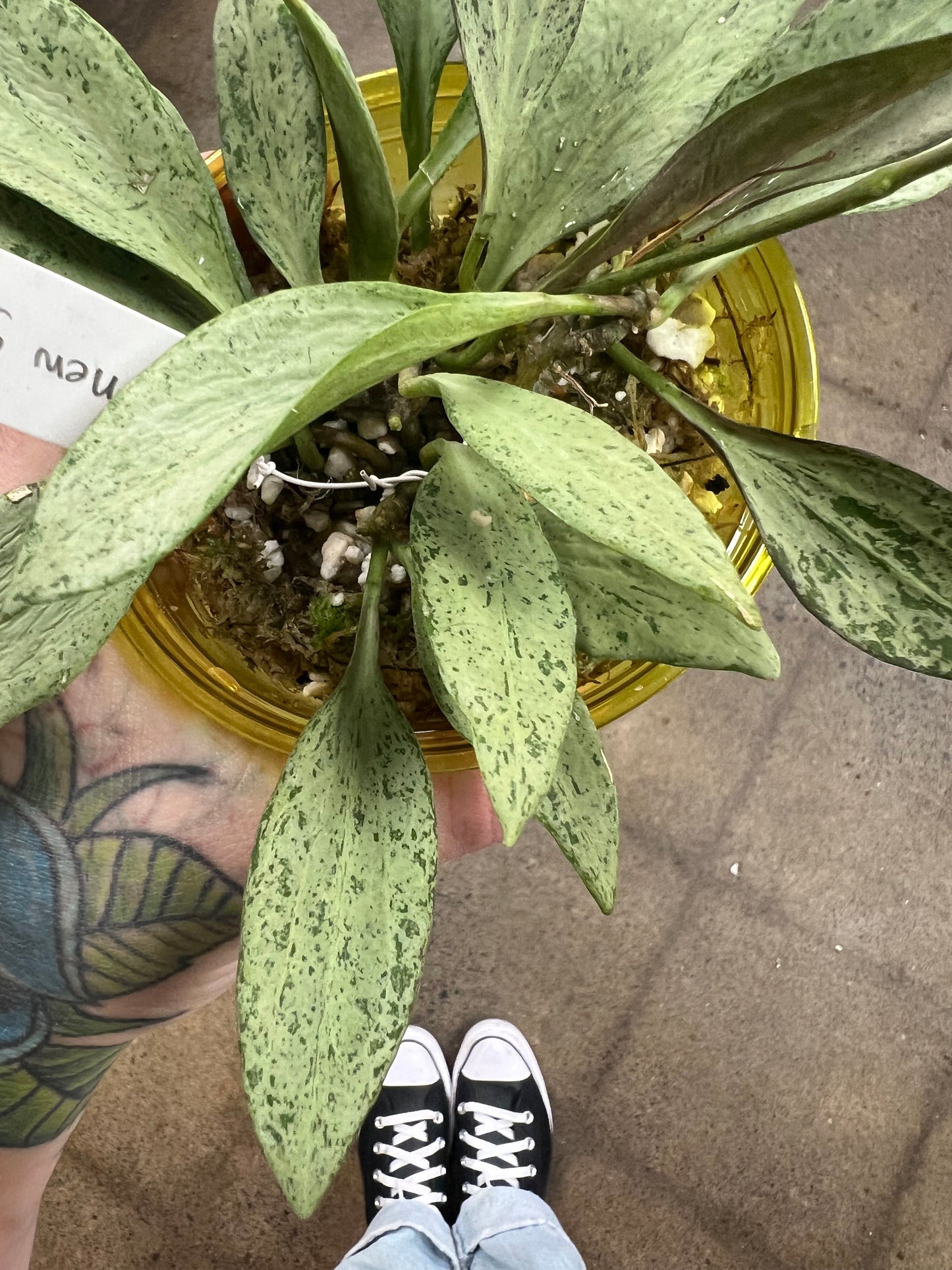 Hoya Nicholsoniae New Guinea Ghost
