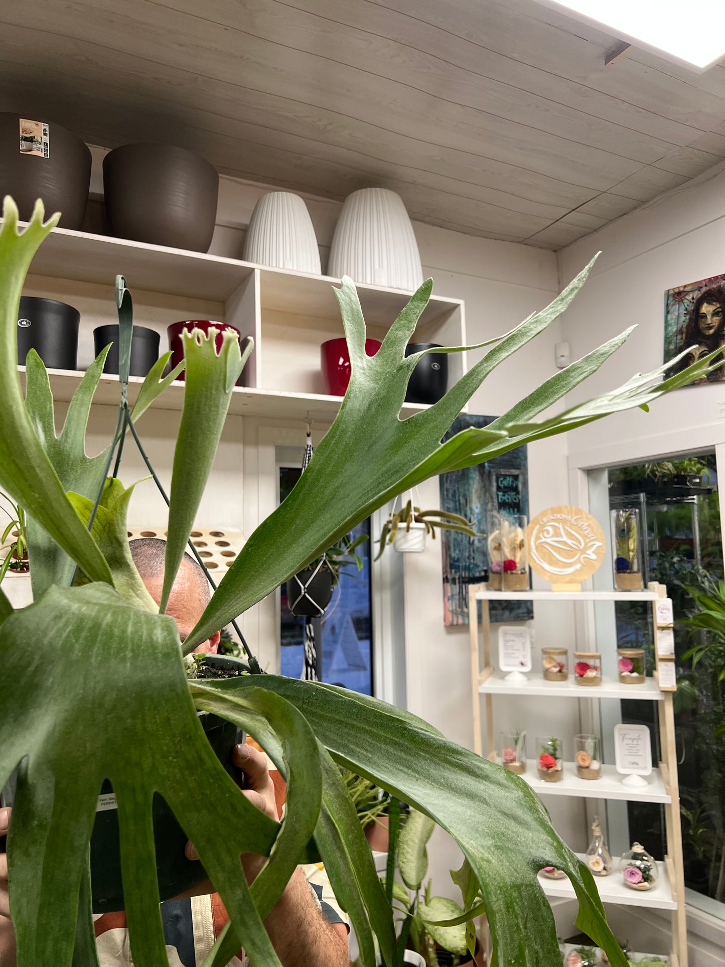 Fern Staghorn
