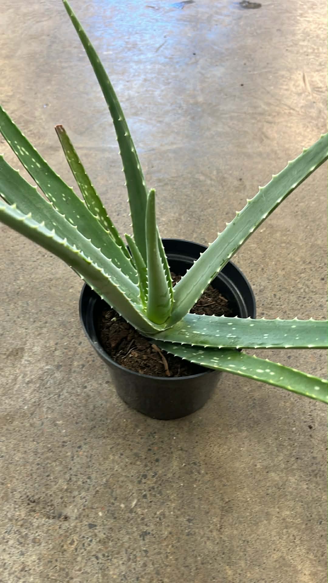 Aloe Vera
