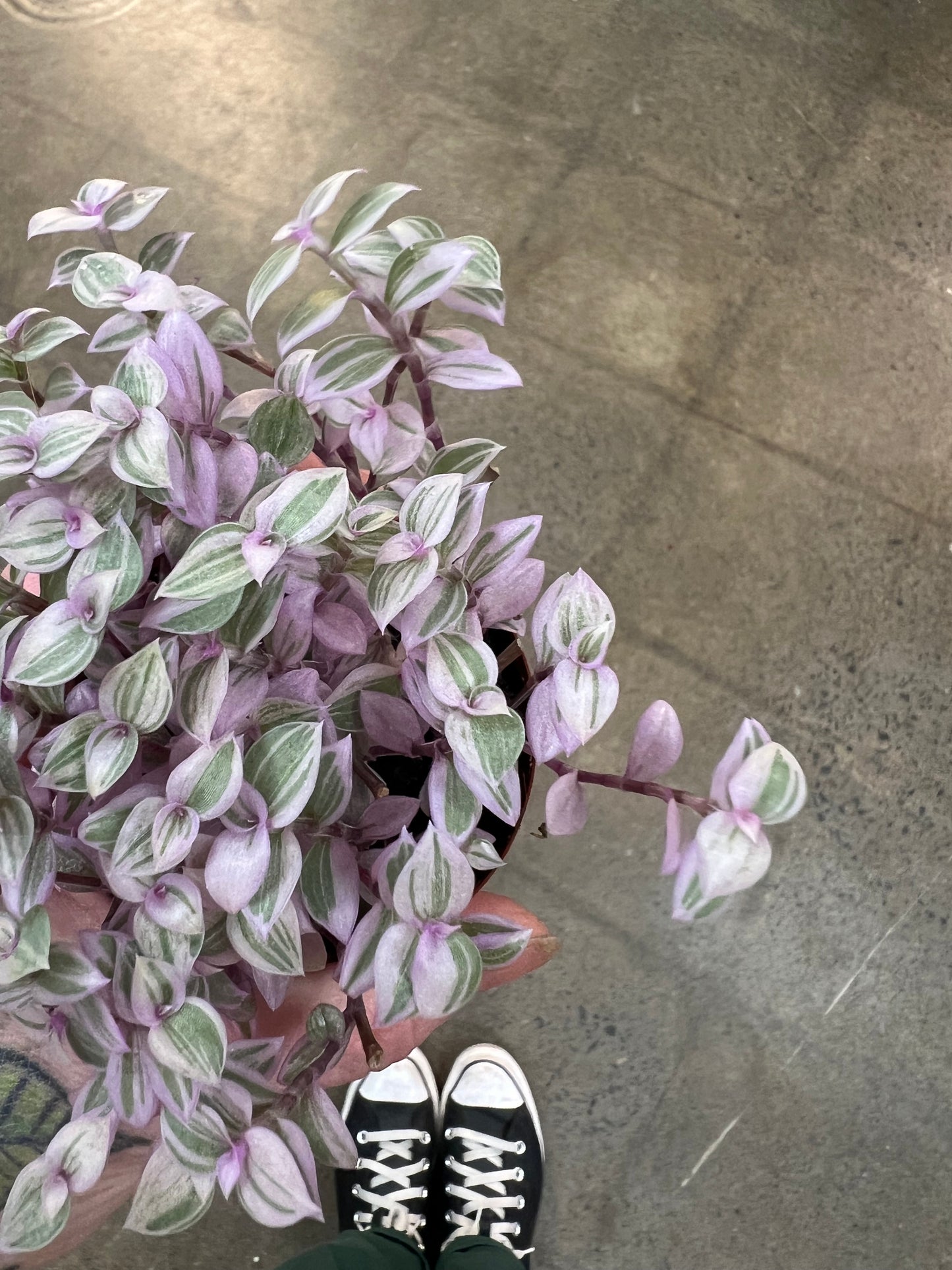 Callisia Pink Lady