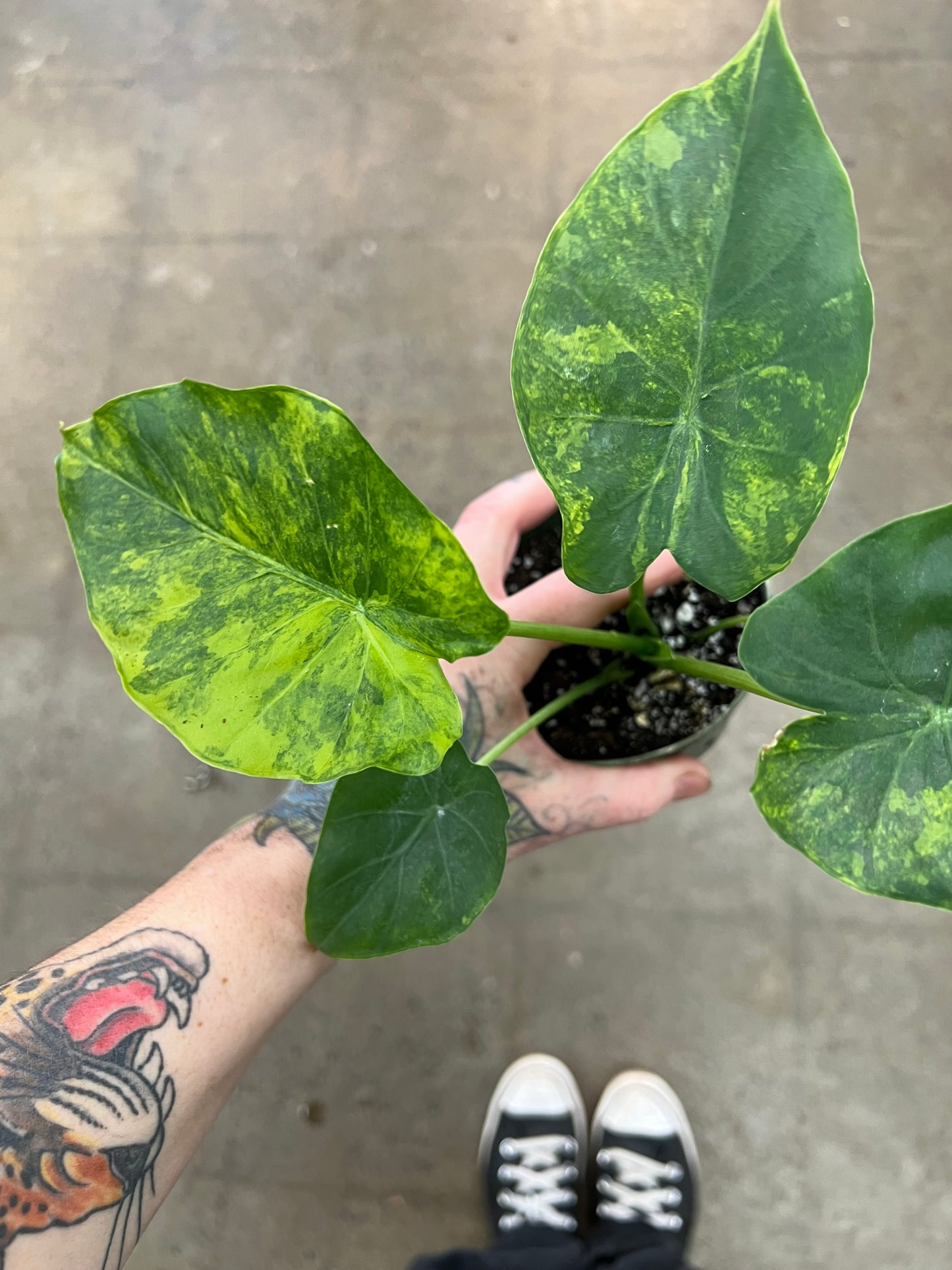 Alocasia Odora Aurea