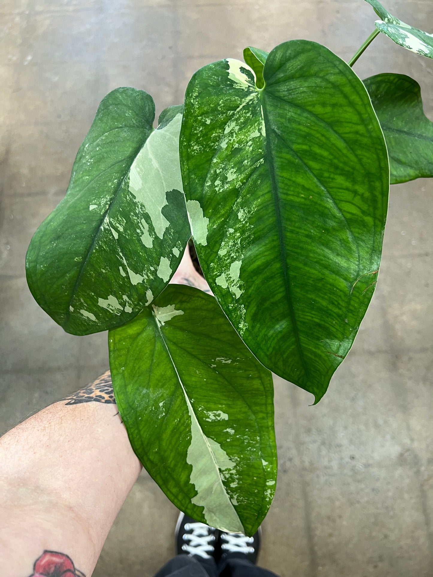 Syngonium Chiapense Variegated