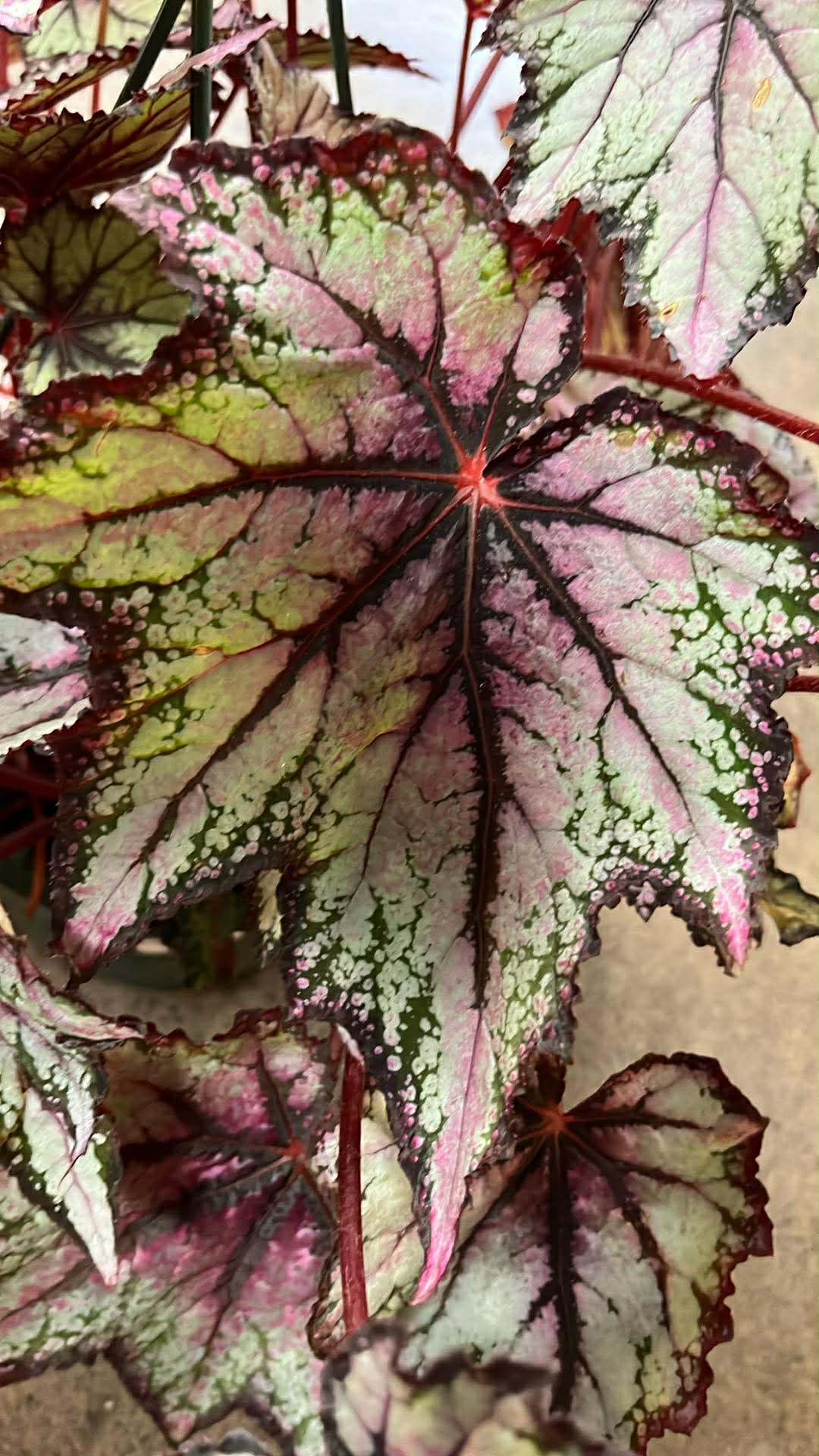 Bégonia Harmony's Robert Golden