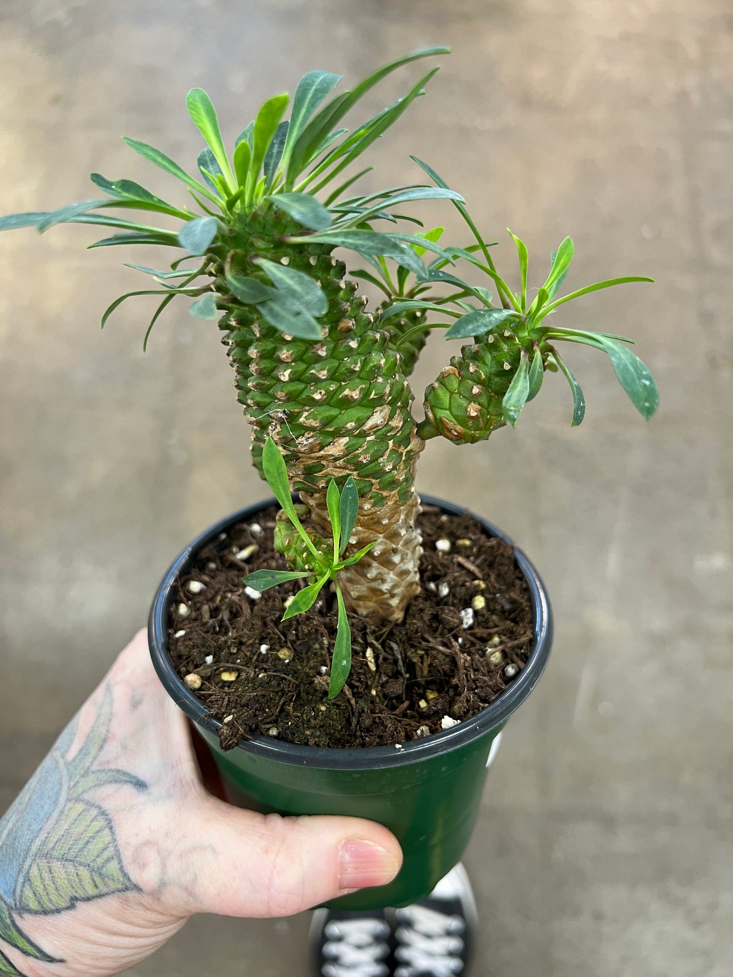 Euphorbia Hypogaea