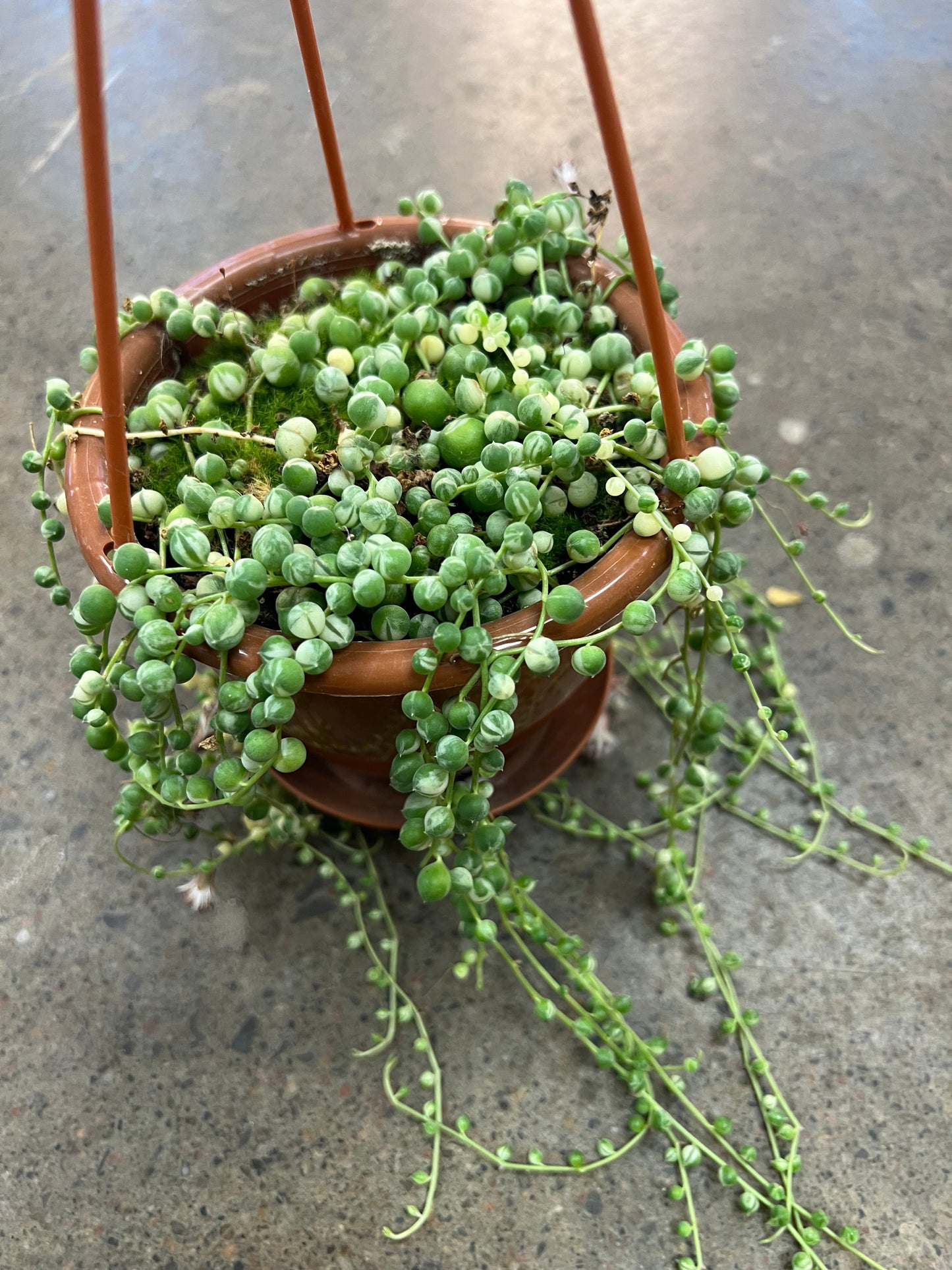 Chaînes de Perle Panaché