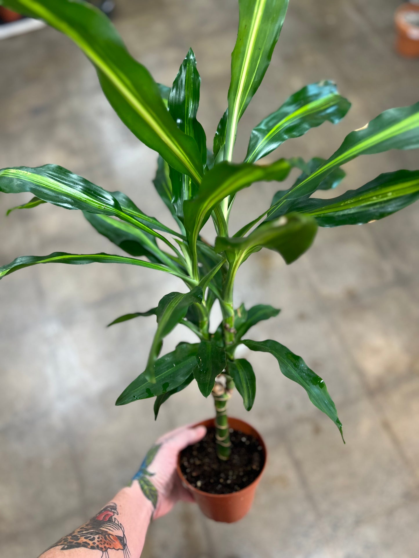 Dracaena Cintho