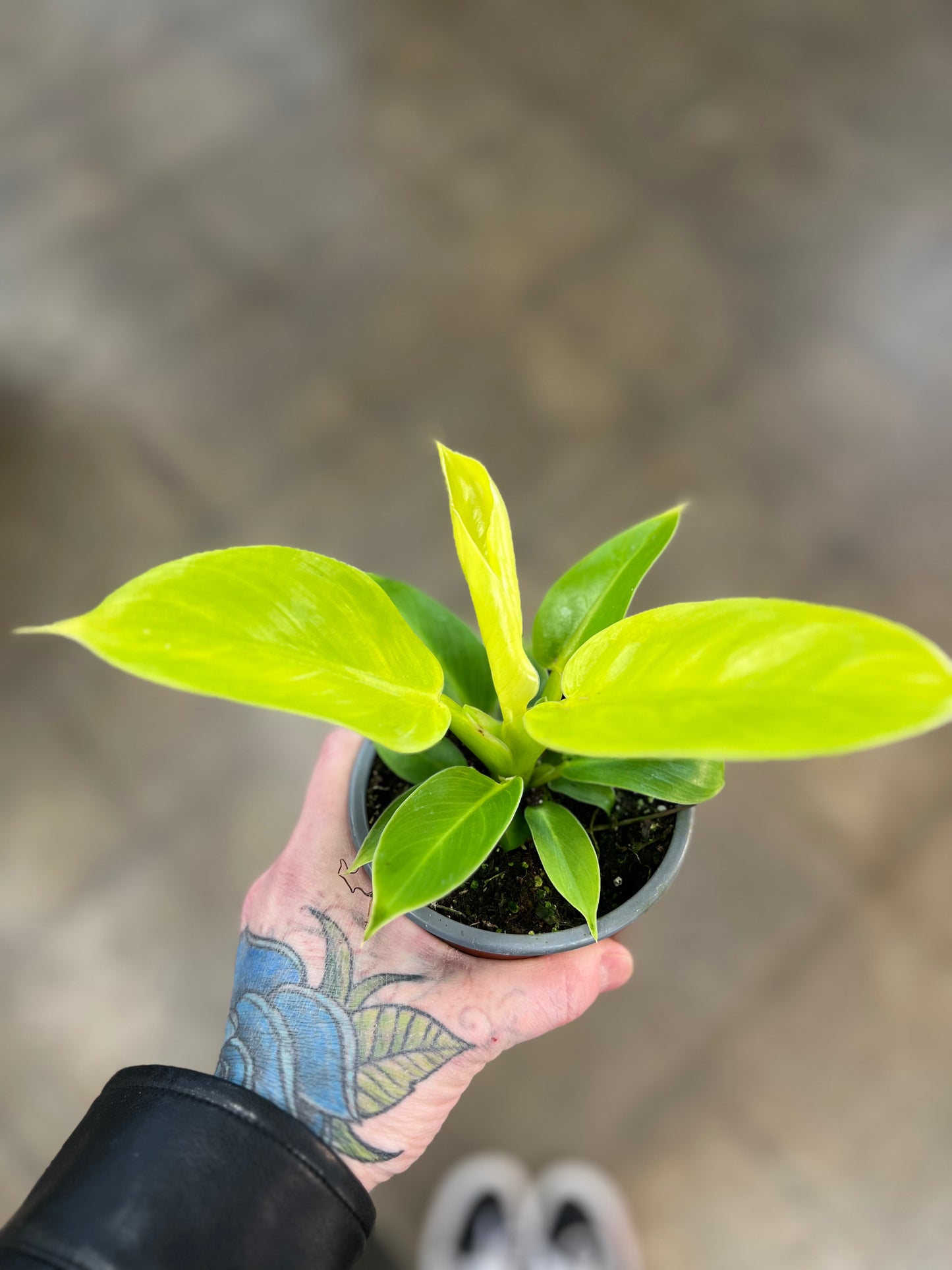 Philodendron Moonlight