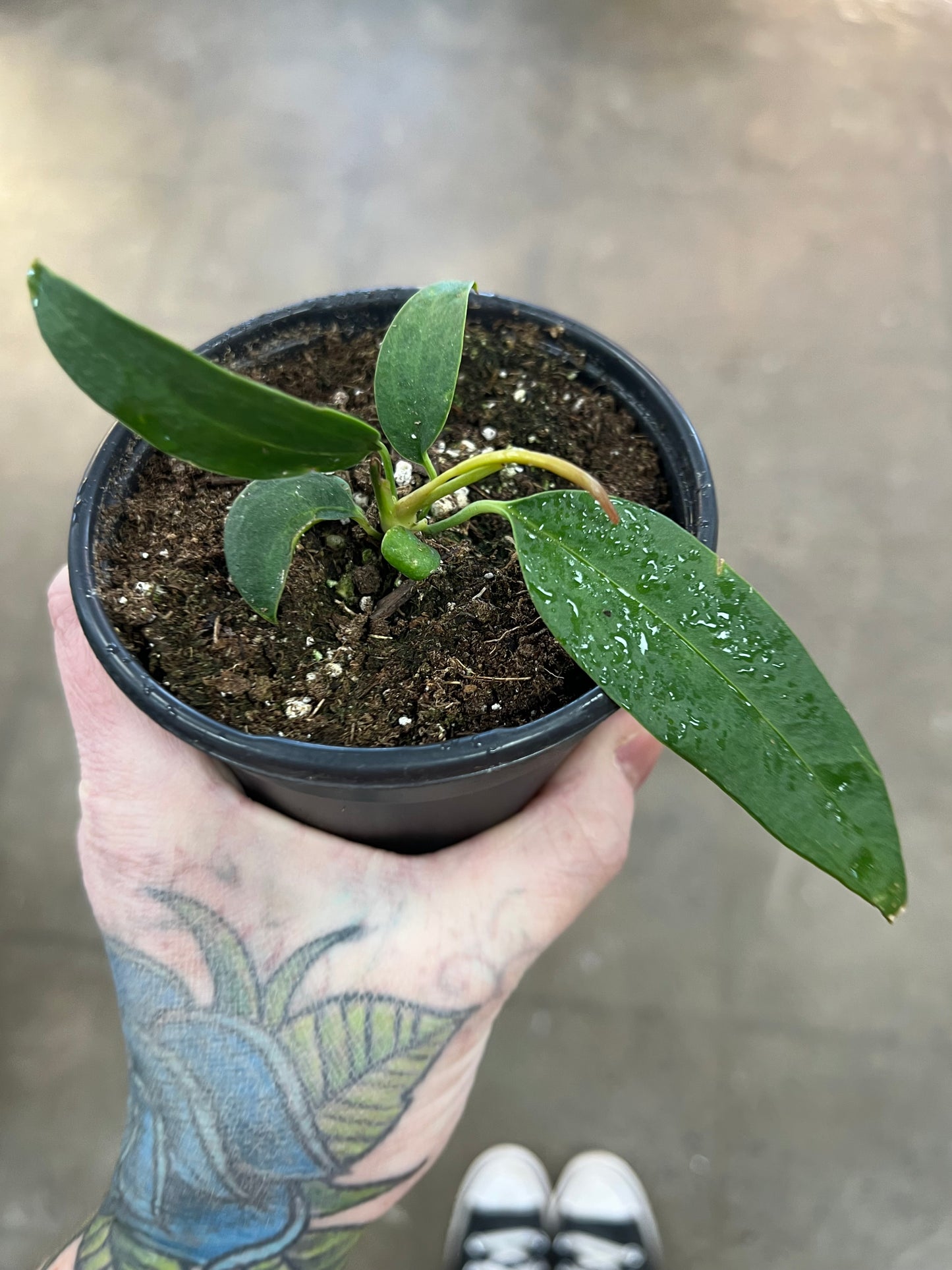 Anthurium Wendlingeri