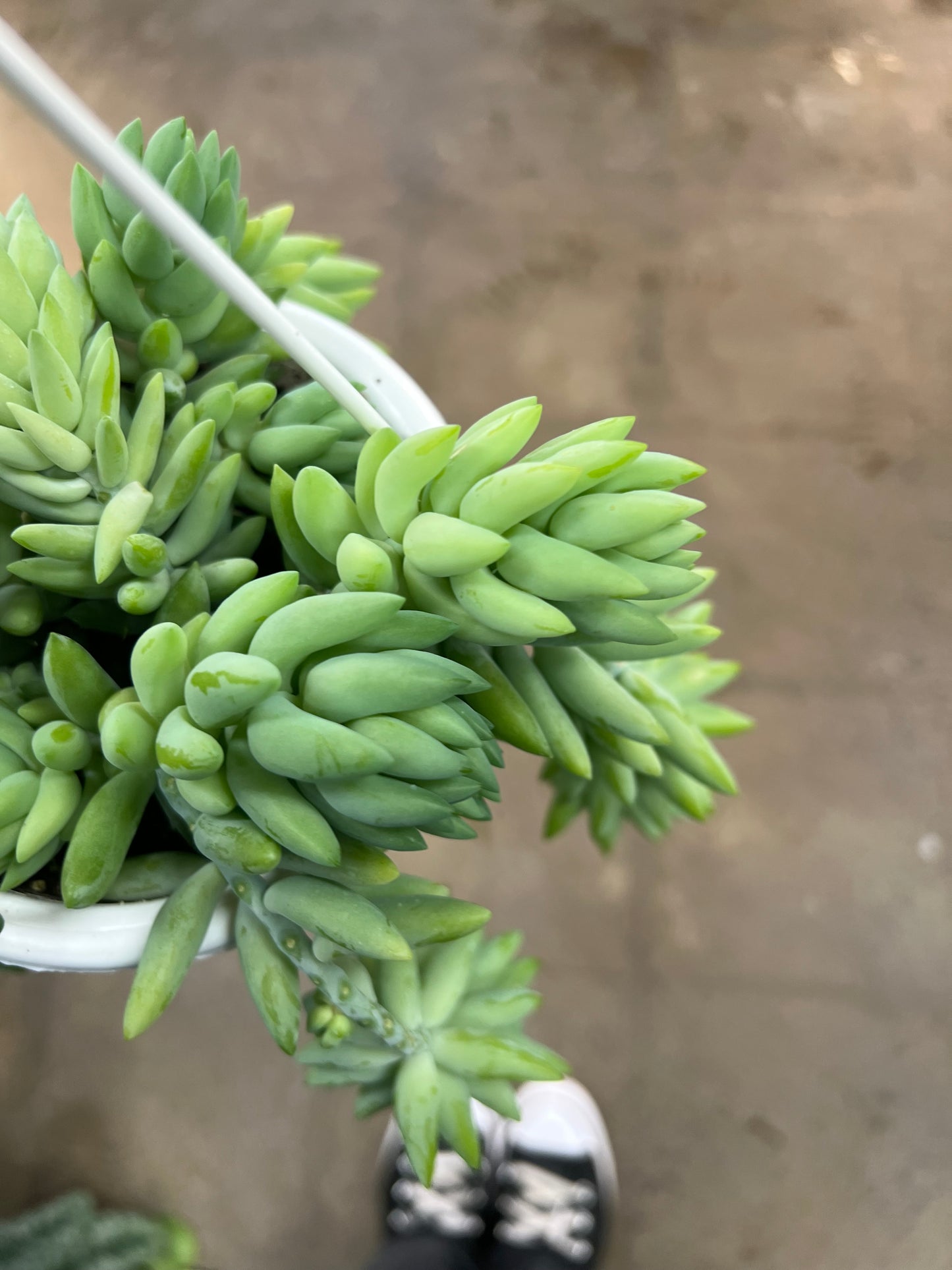 Sedum Morganianum