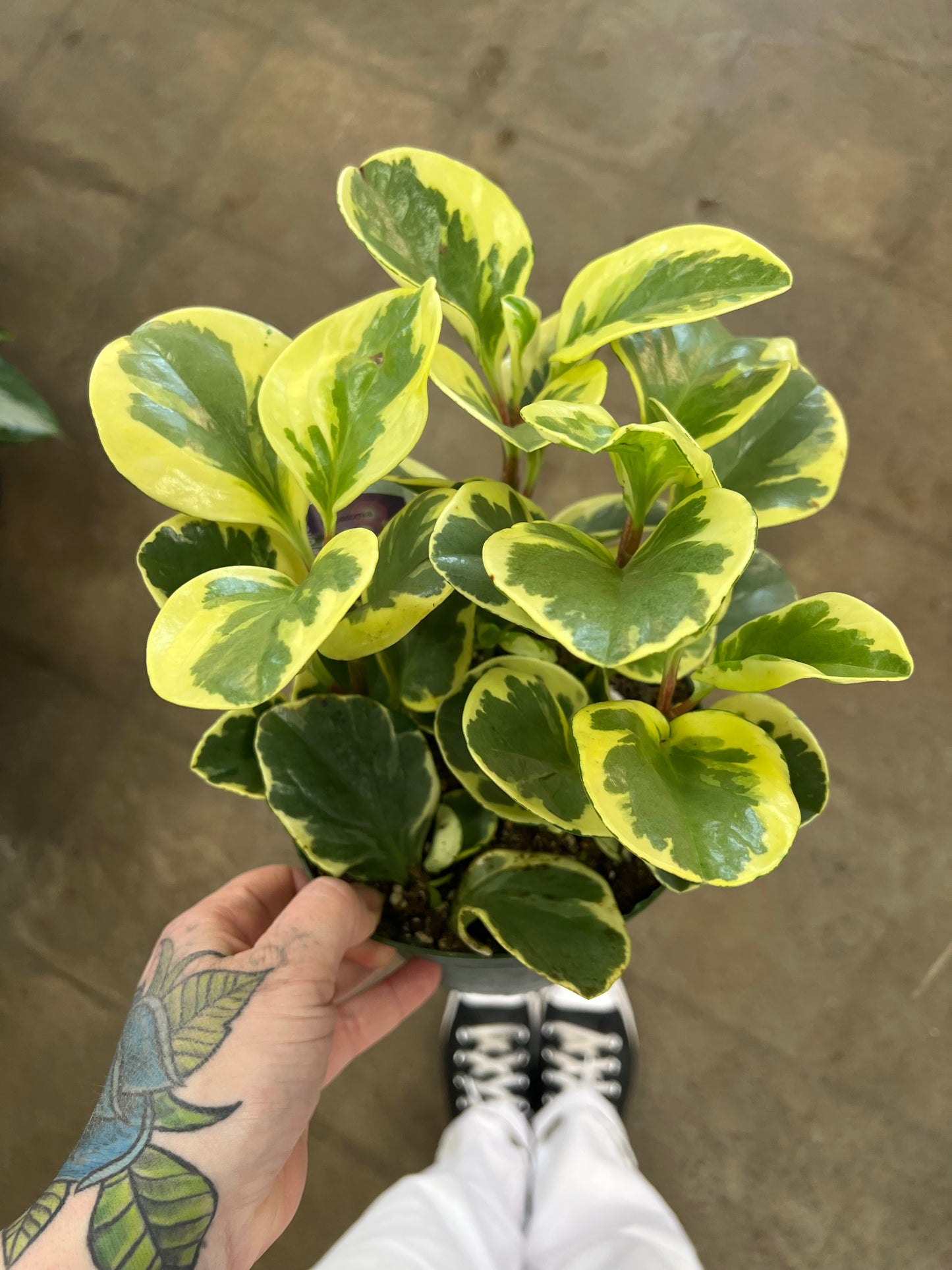 Peperomia Obtusifolia