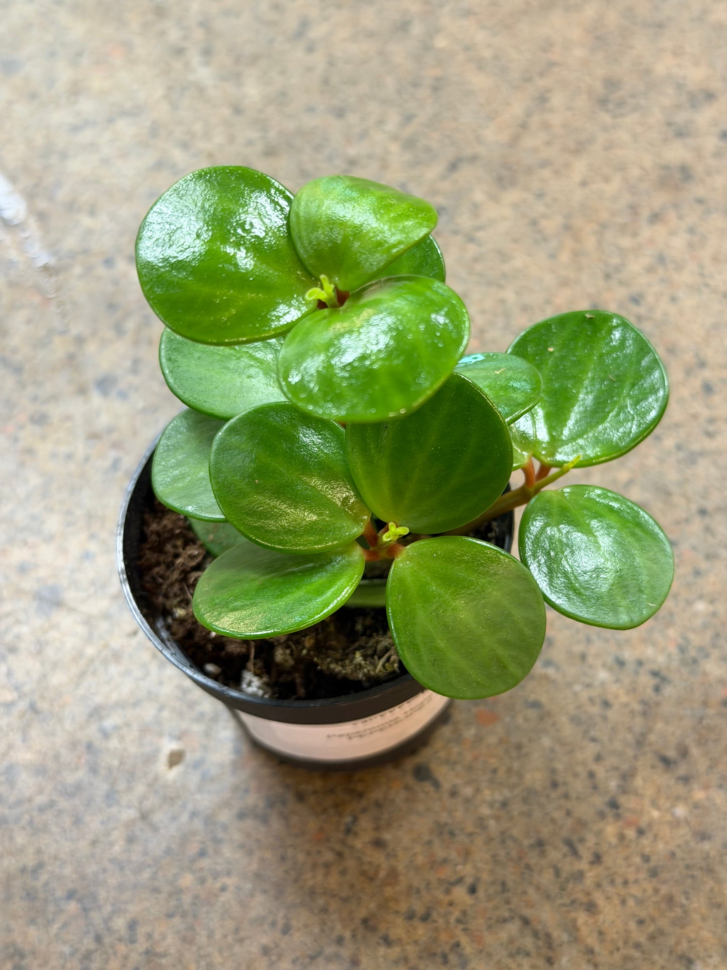 Peperomia Hope