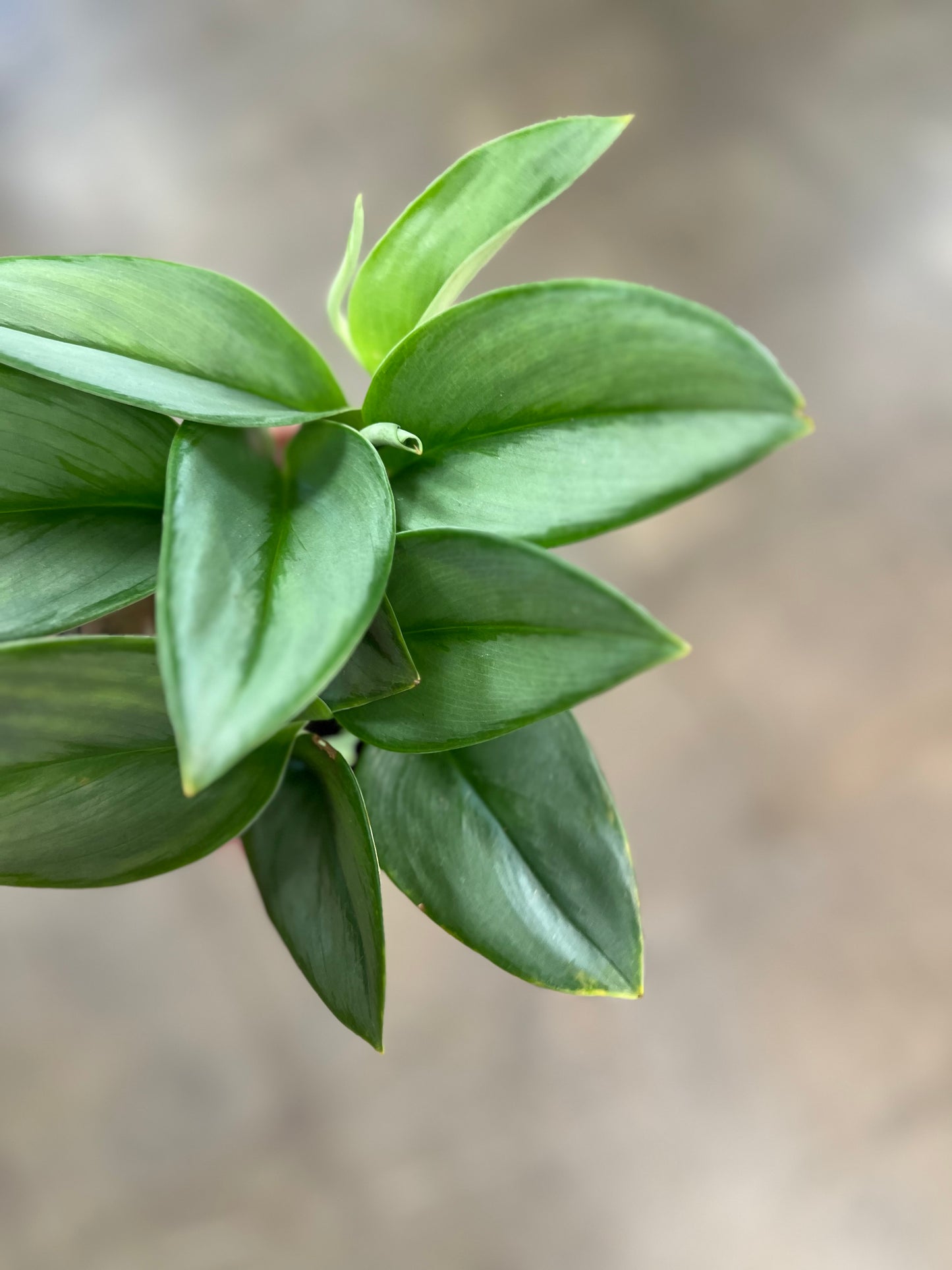 Scindapsus Treubii Moonlight
