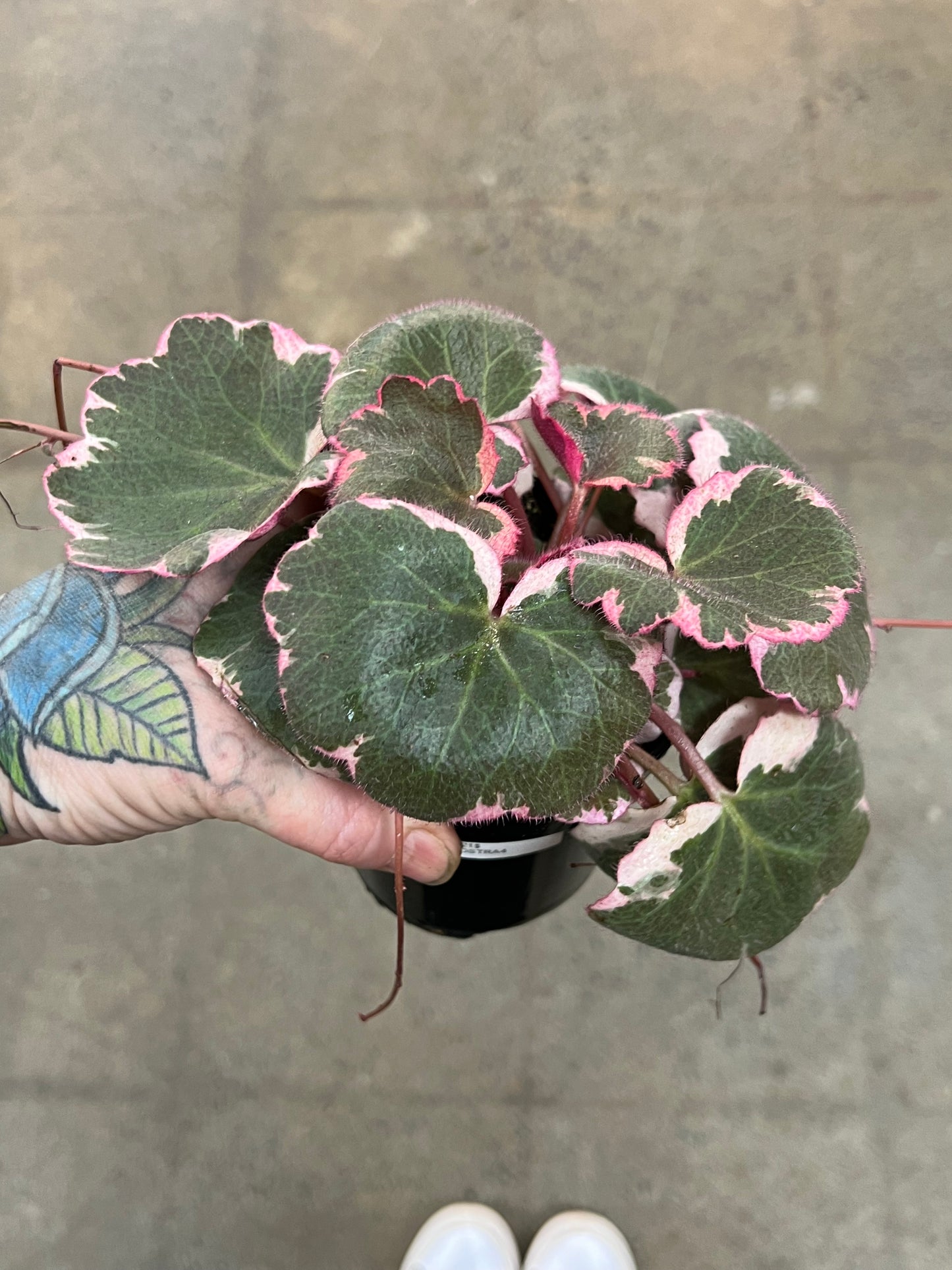 Bégonia Strawberry Tricolor