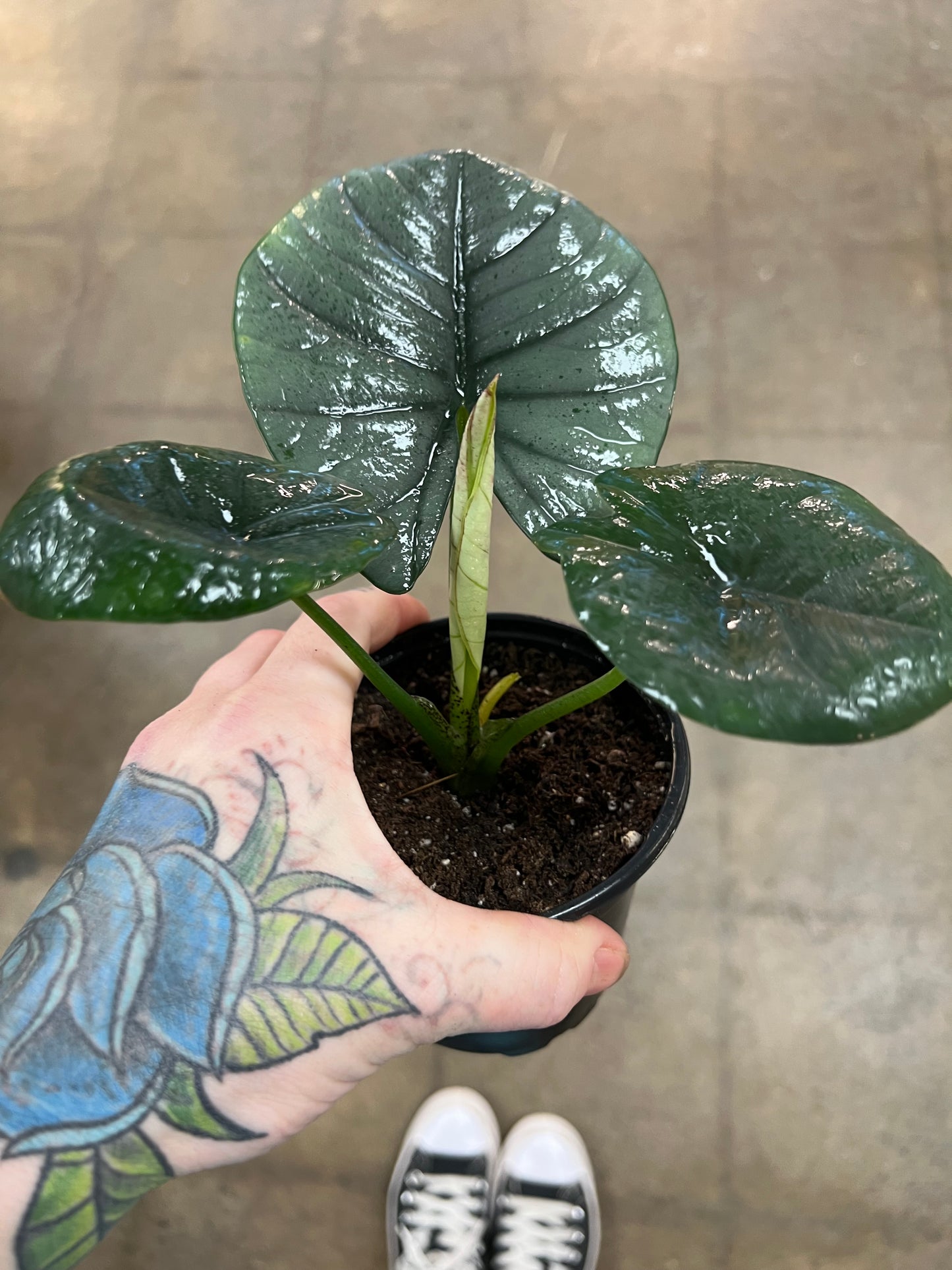 Alocasia Reginae