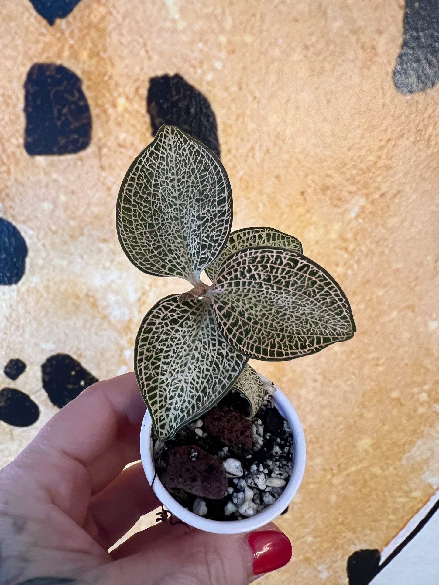 Jewel Orchid Anoectochilus Roxburghii