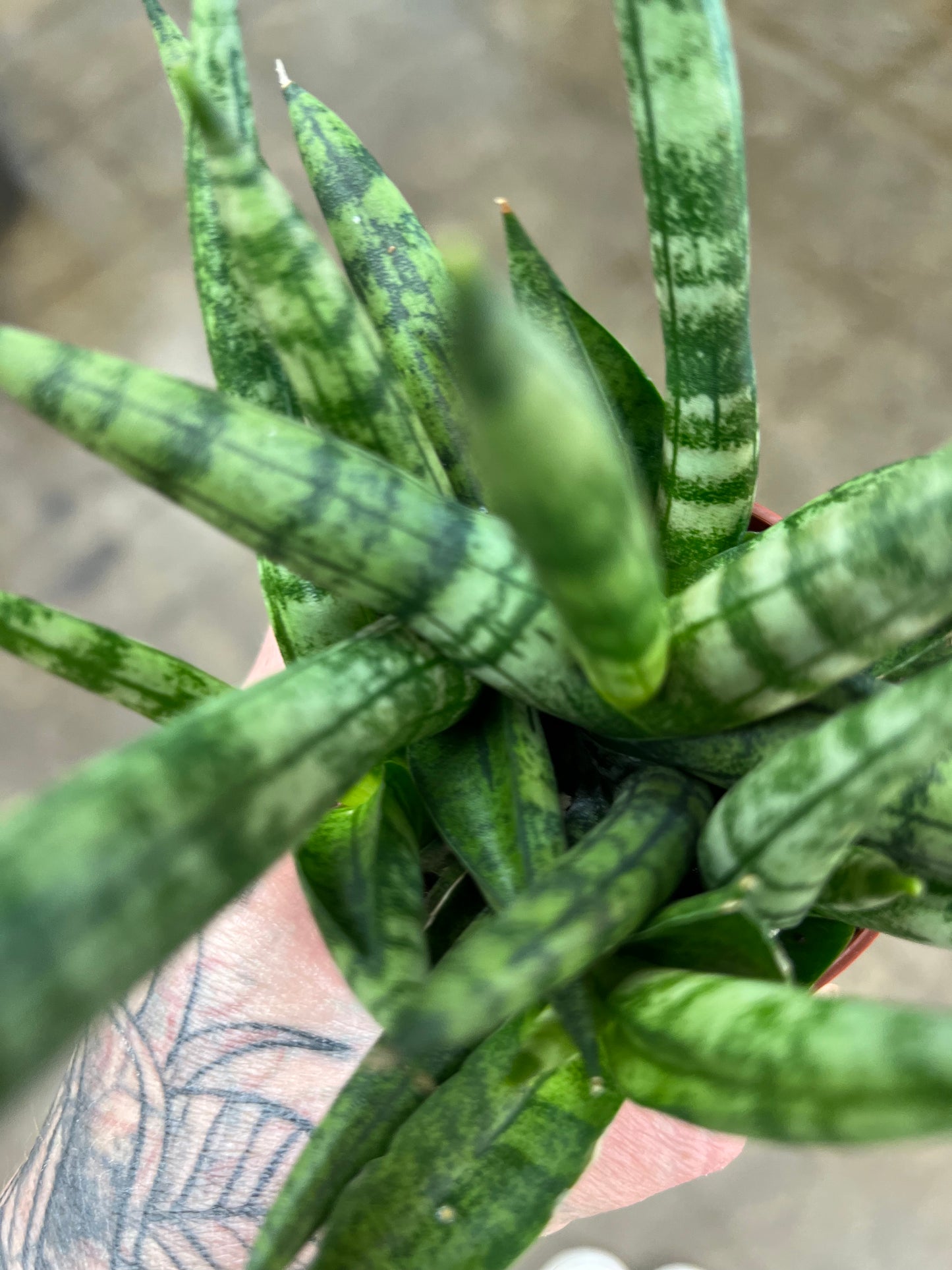 Sansevieria Boncel Starfish