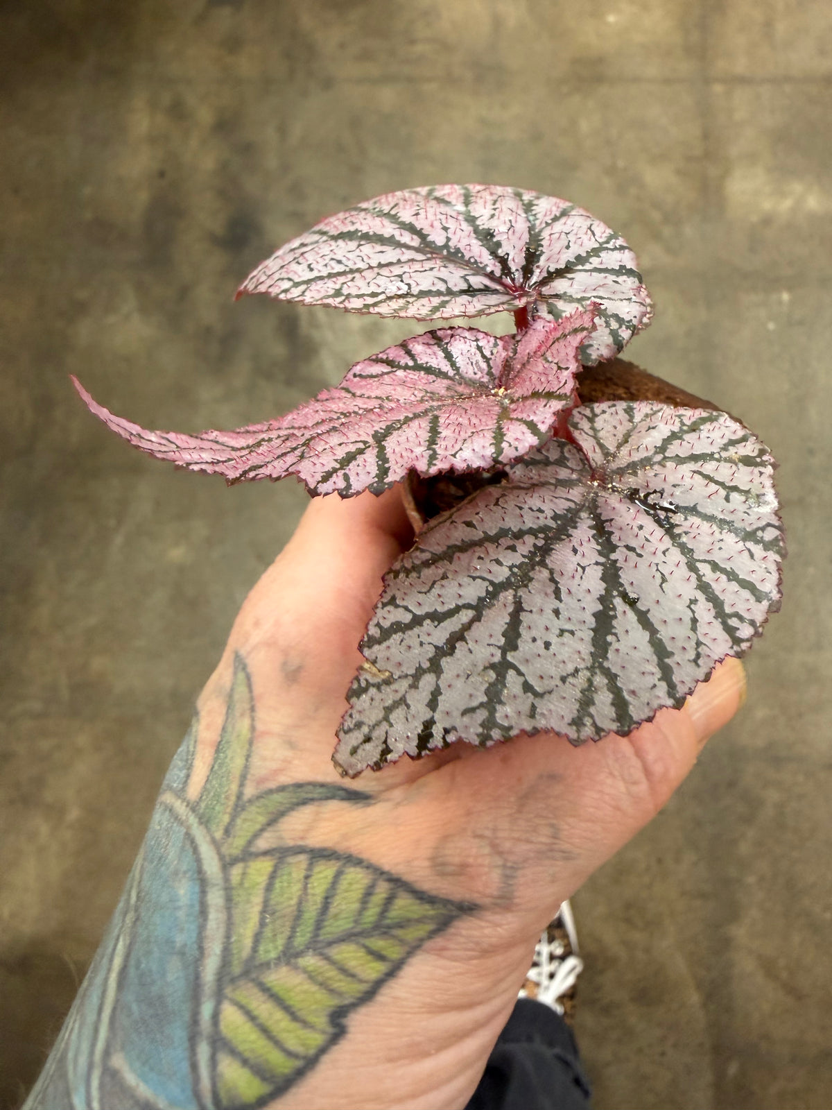 Bégonia Ashura