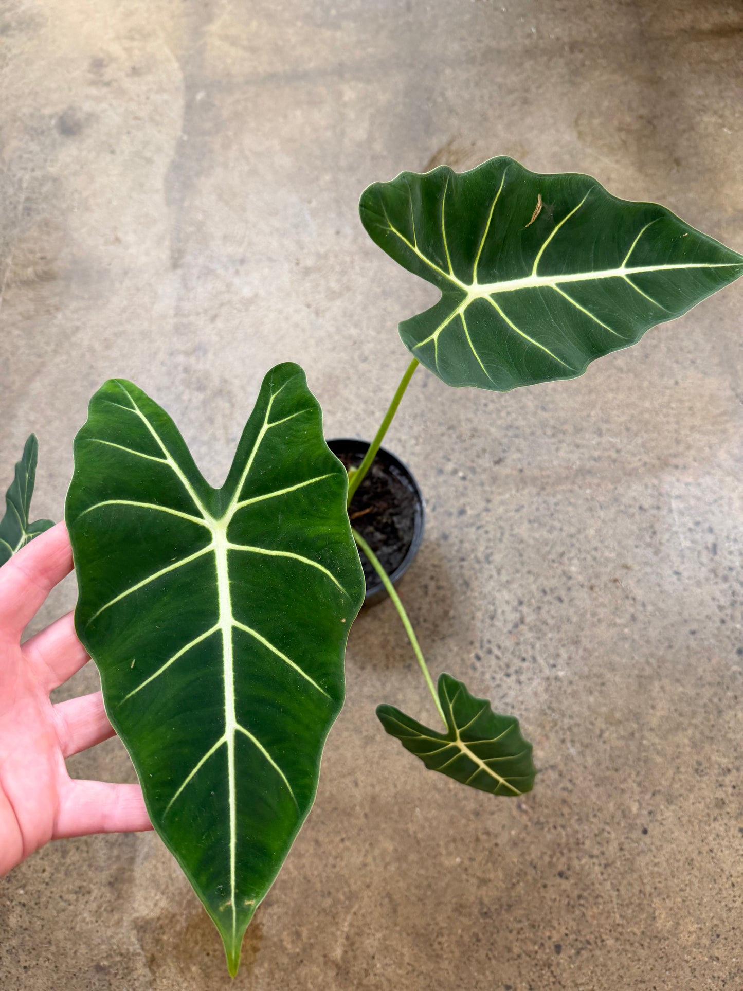 Alocasia Frydek